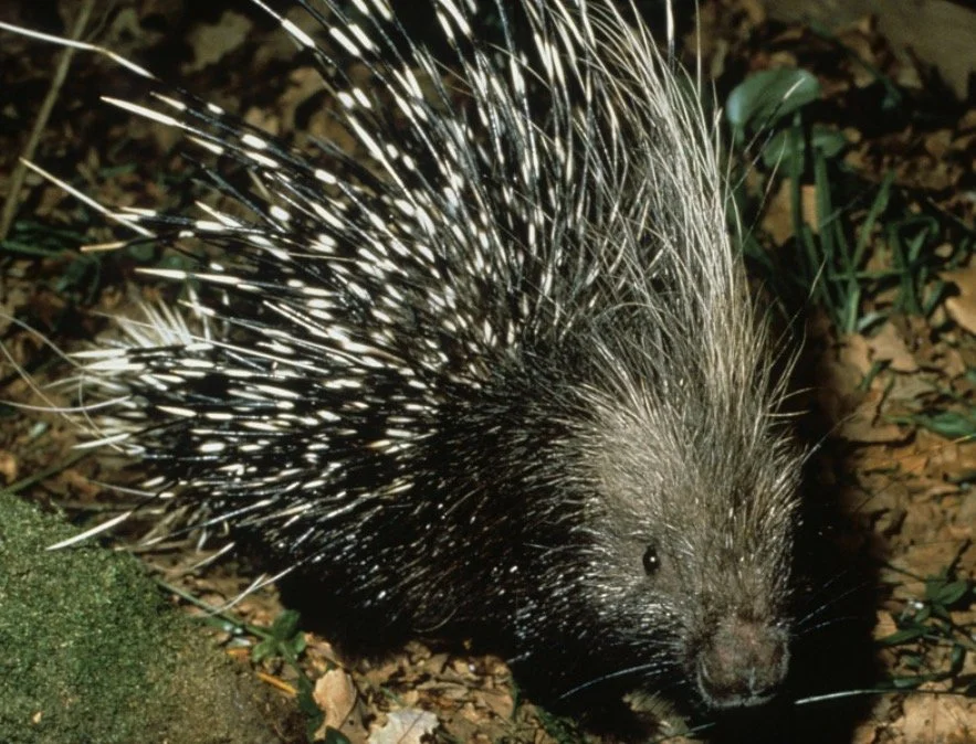 Porcupines 