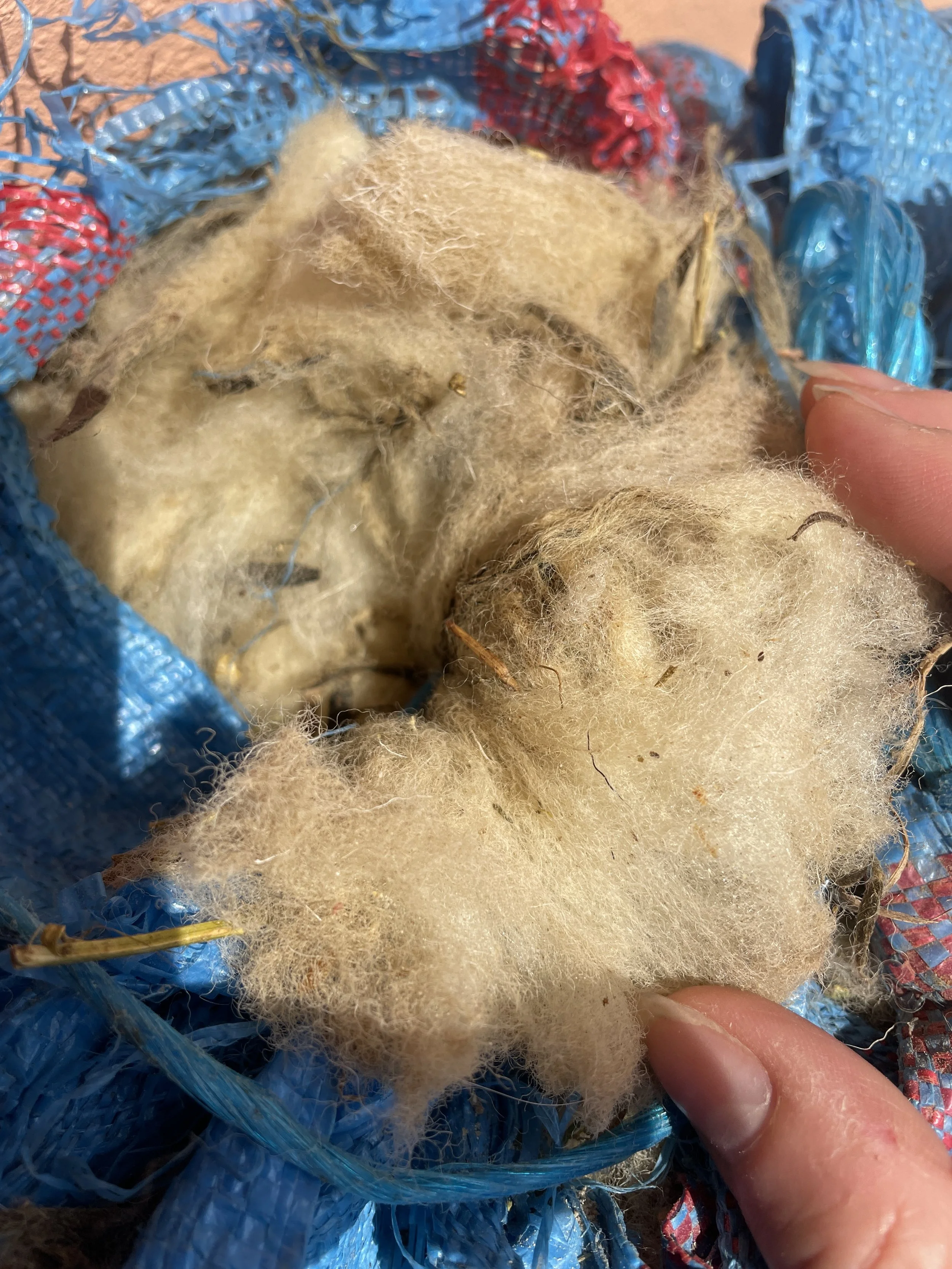 Raw wool