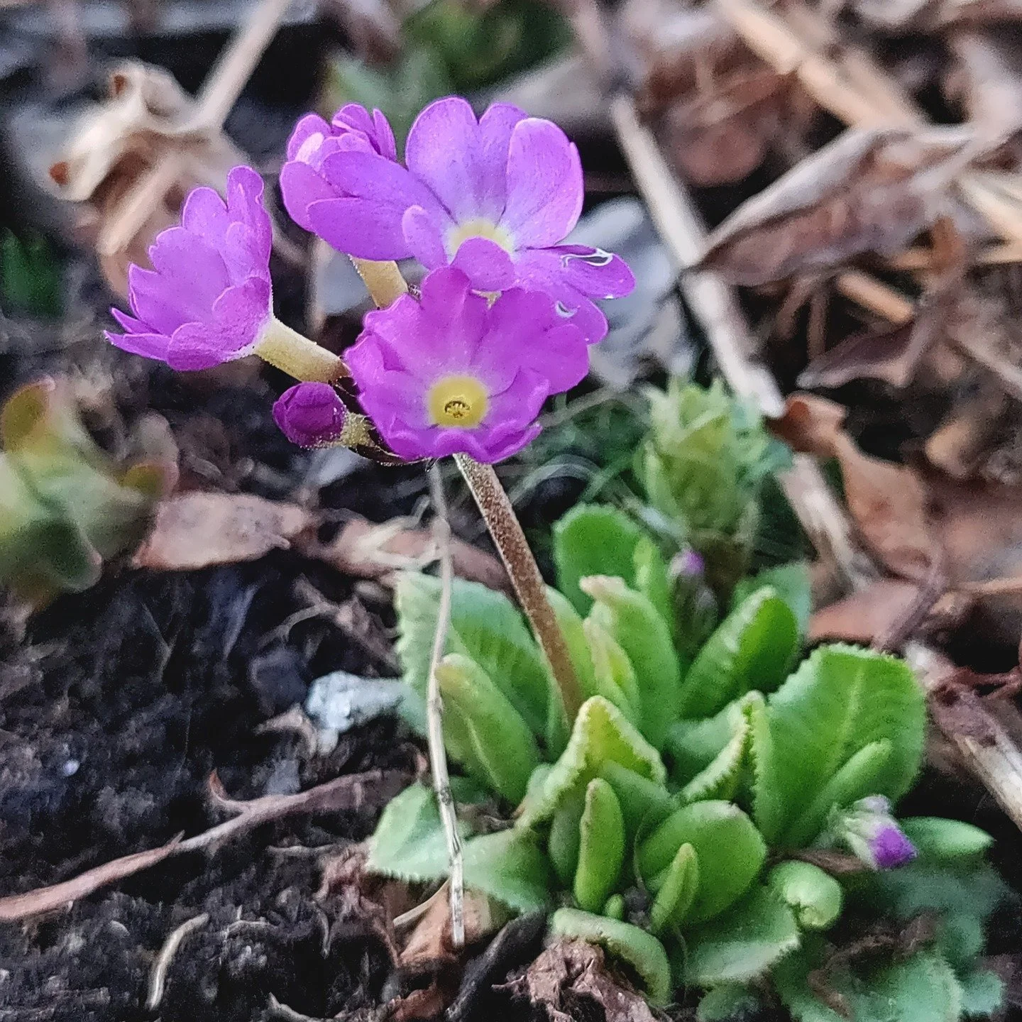 Saako kev&auml;inen luonto sinut ihan villiksi? Anna pihastasi takaisin p&ouml;lytt&auml;jille! Teet suuren palveluksen luonnon monimuotoisuudelle.

L&ouml;ytyyk&ouml; pihastasi niitty&auml;? Mit&auml; tapahtuisi, jos j&auml;tt&auml;isit osan nurmiko