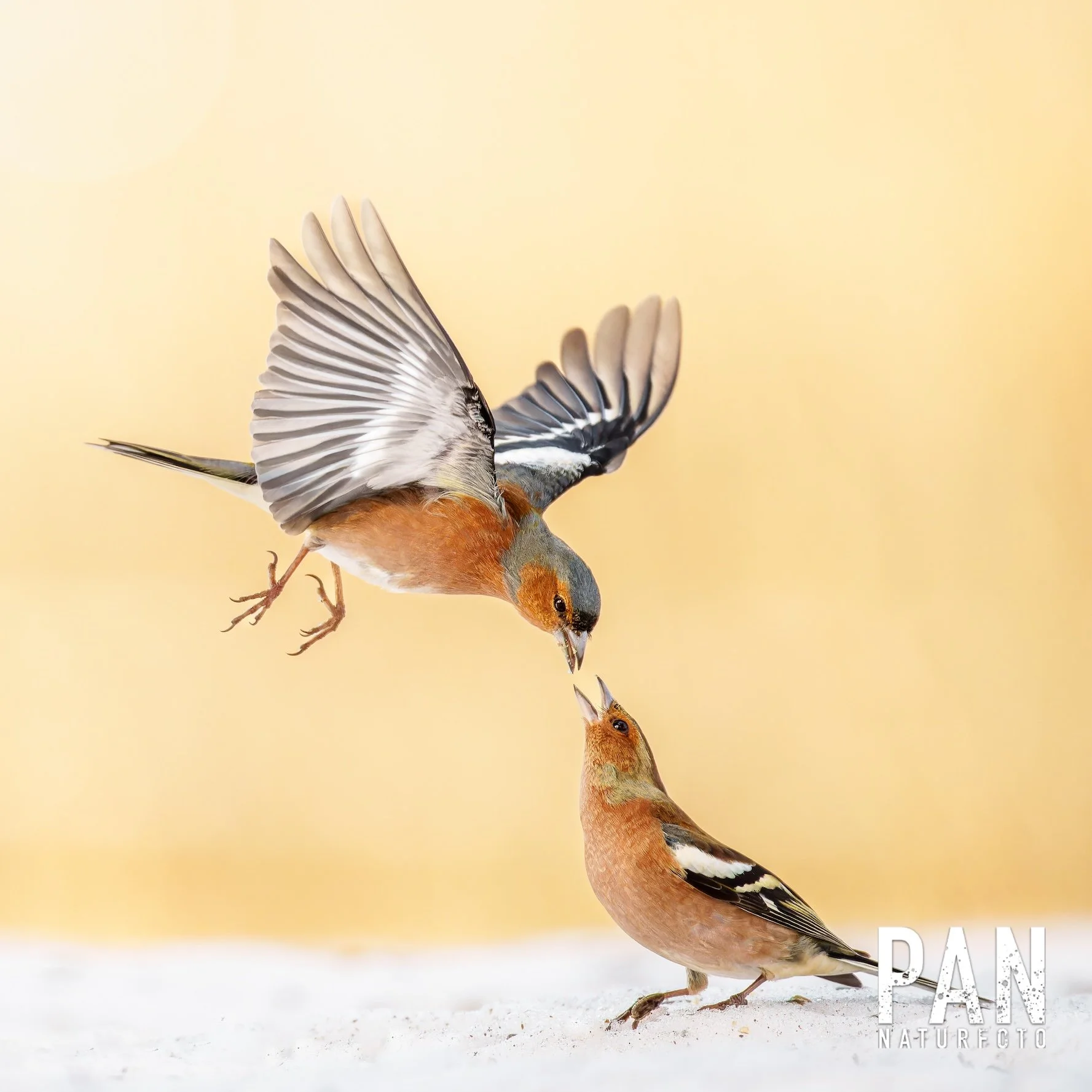 DSC03983-ARW_DxO_DeepPRIMEXD 2.jpg