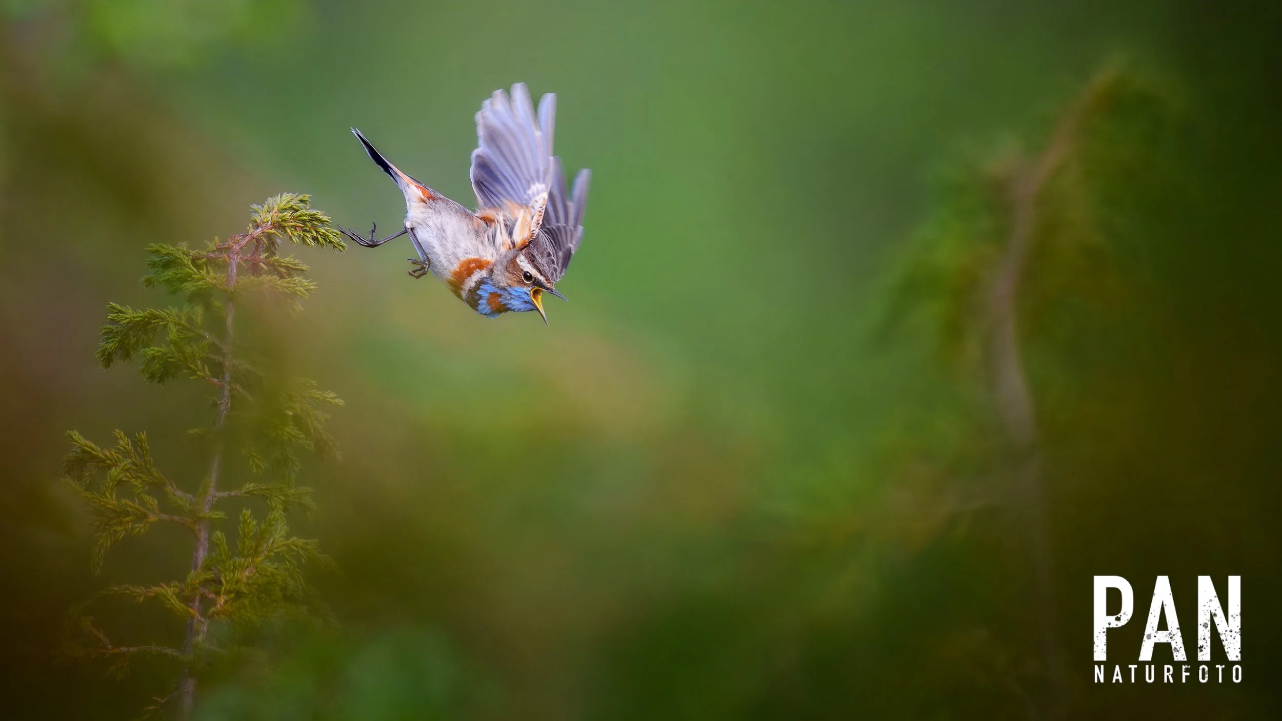 DSC05386-ARW_DxO_DeepPRIMEXD-PAN-web-vannmerke-3000px.jpg
