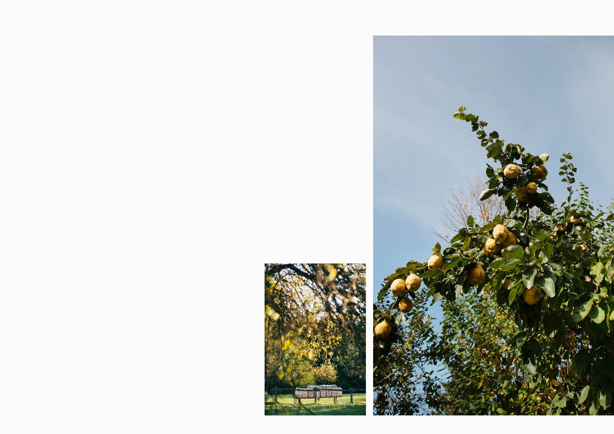 Hofbienen01.jpg