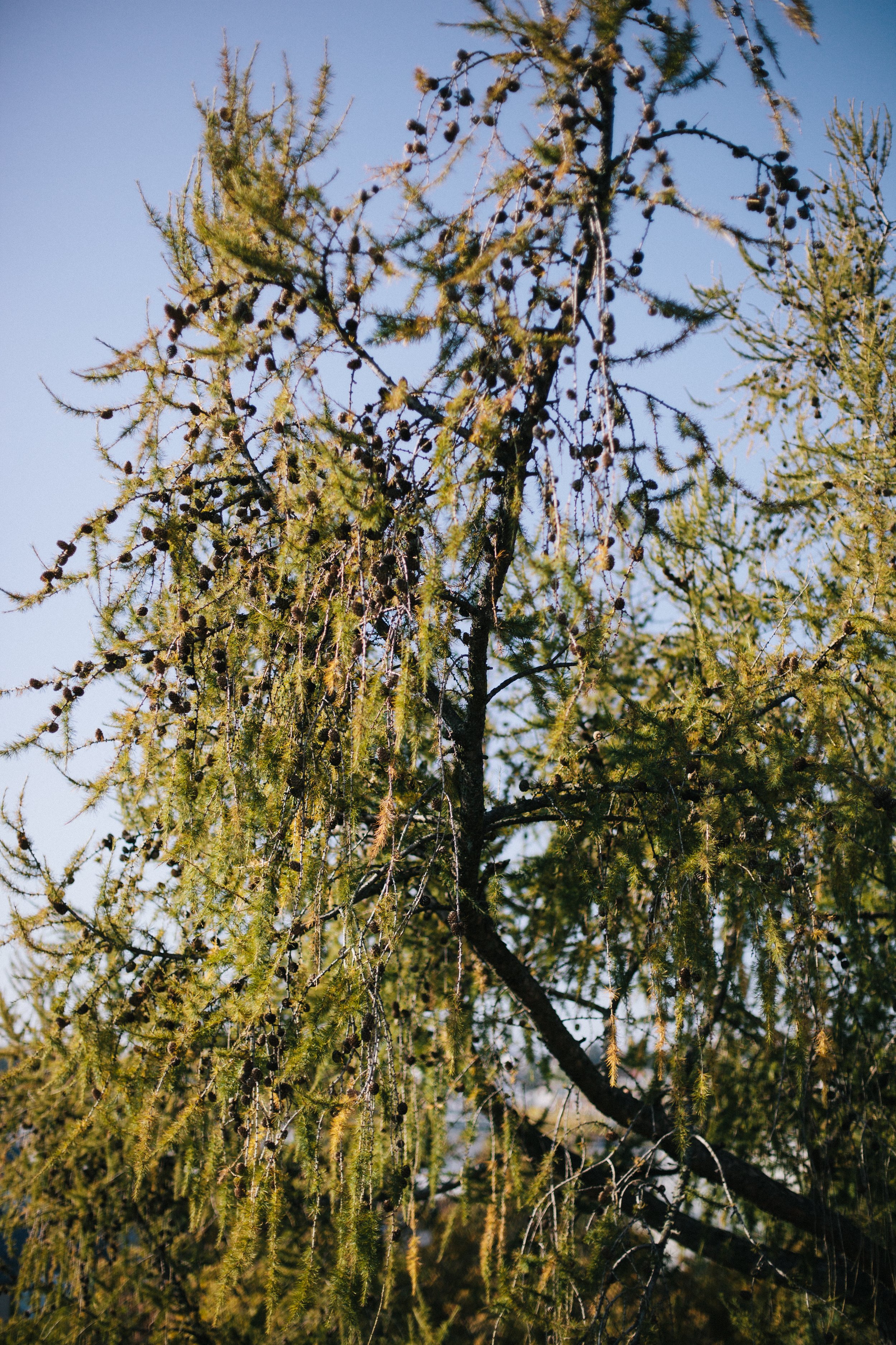 4759_KSchm©CatiDonner.jpg