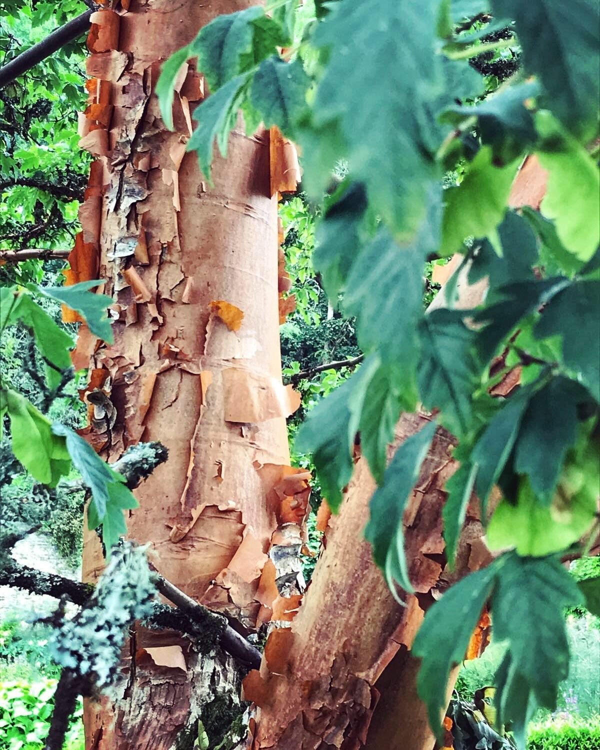 Acer Griseum, the Paperbark Maple, for day 3 of #nationaltreeweek Such a stunning tree with its coppery/chestnut/brown peeling bark and amazing autumn colour. I have many trees squeezed in my little garden but really need to find space for one of the