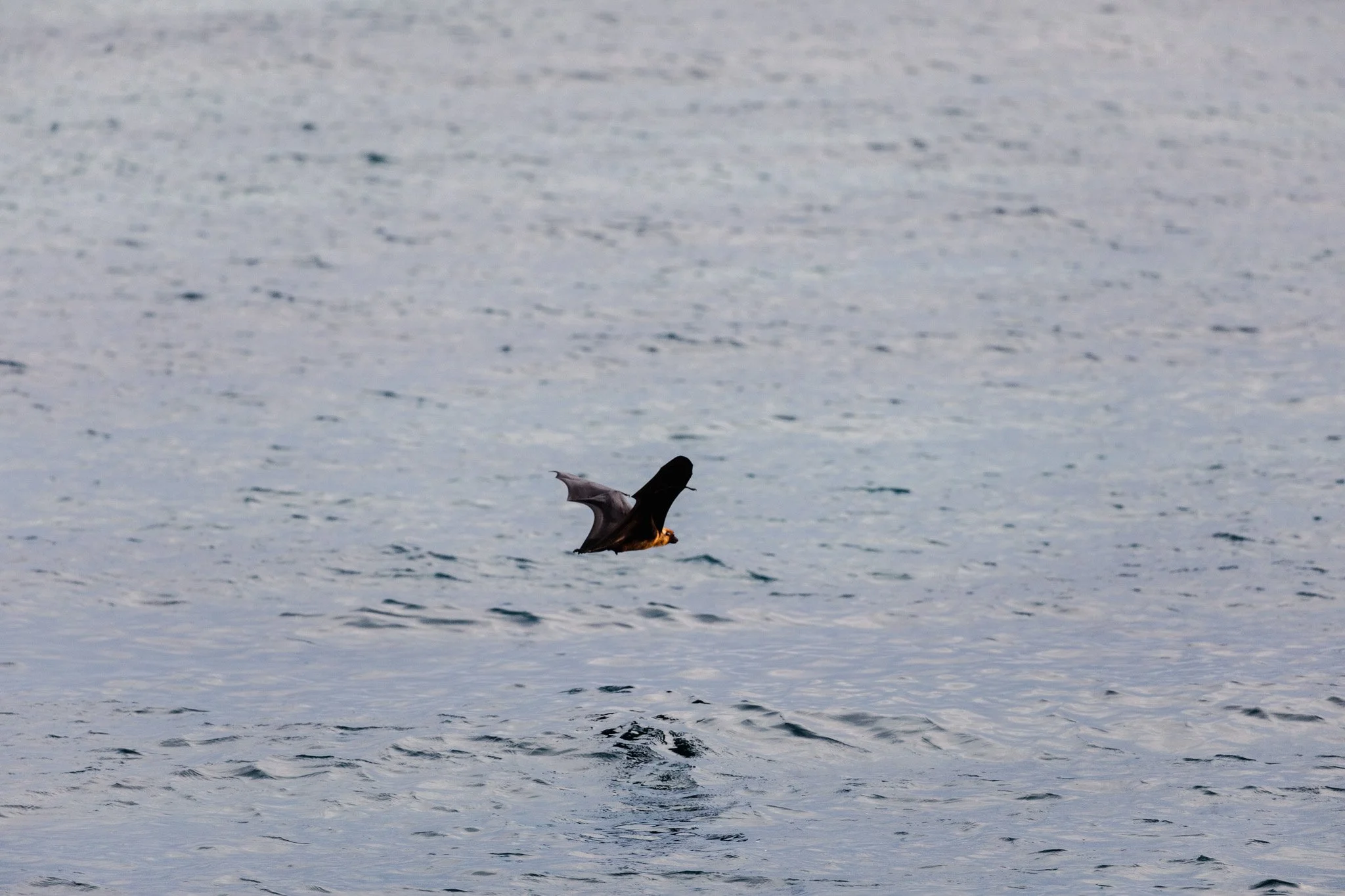 35-wildlife-72.jpg