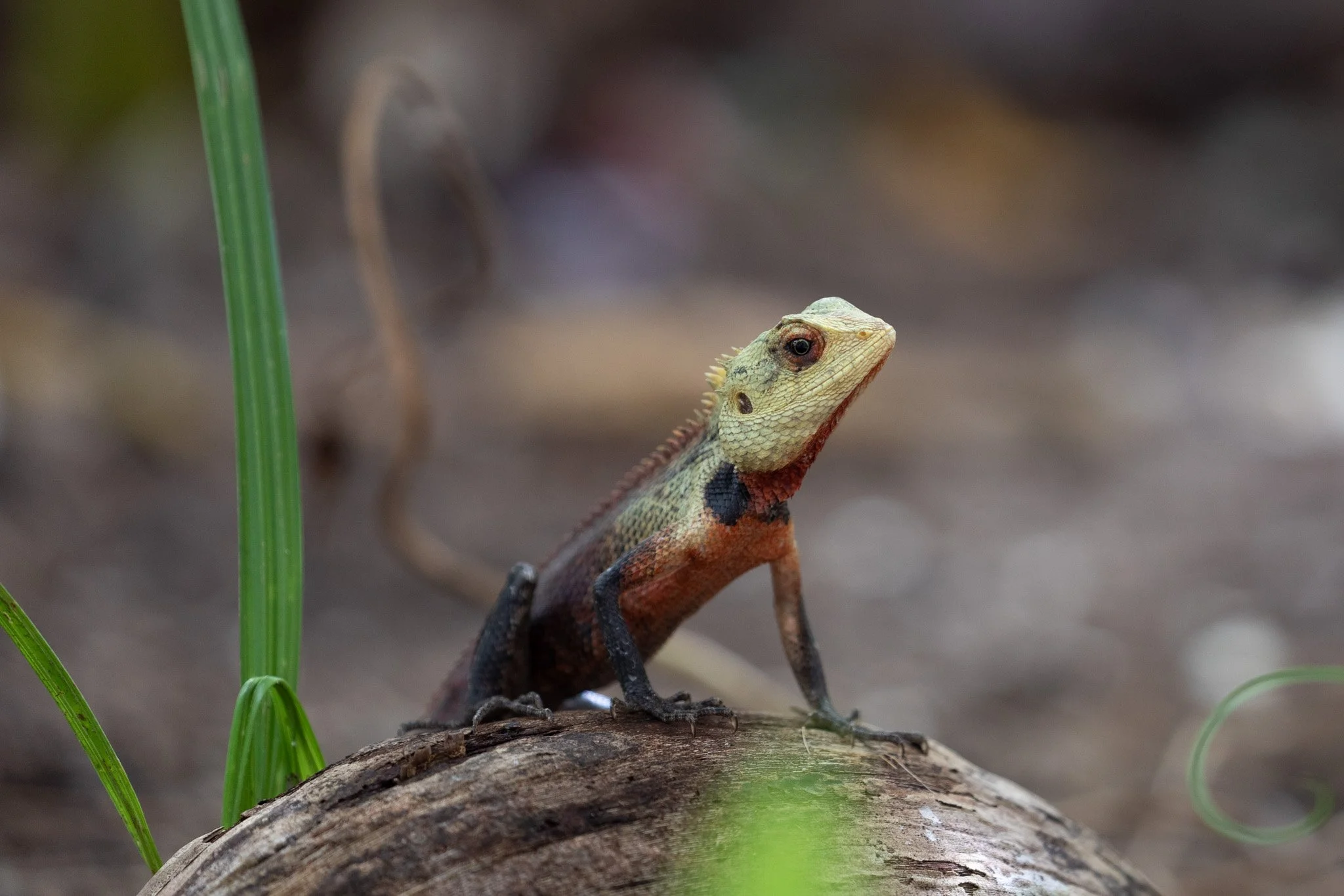 102-wildlife-13.jpg