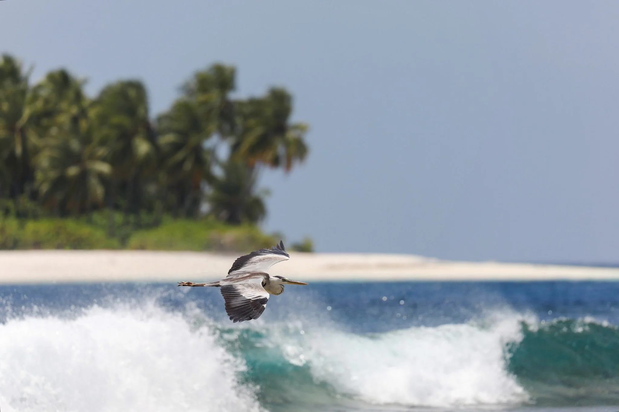 98-gadhdhoo-36.jpg