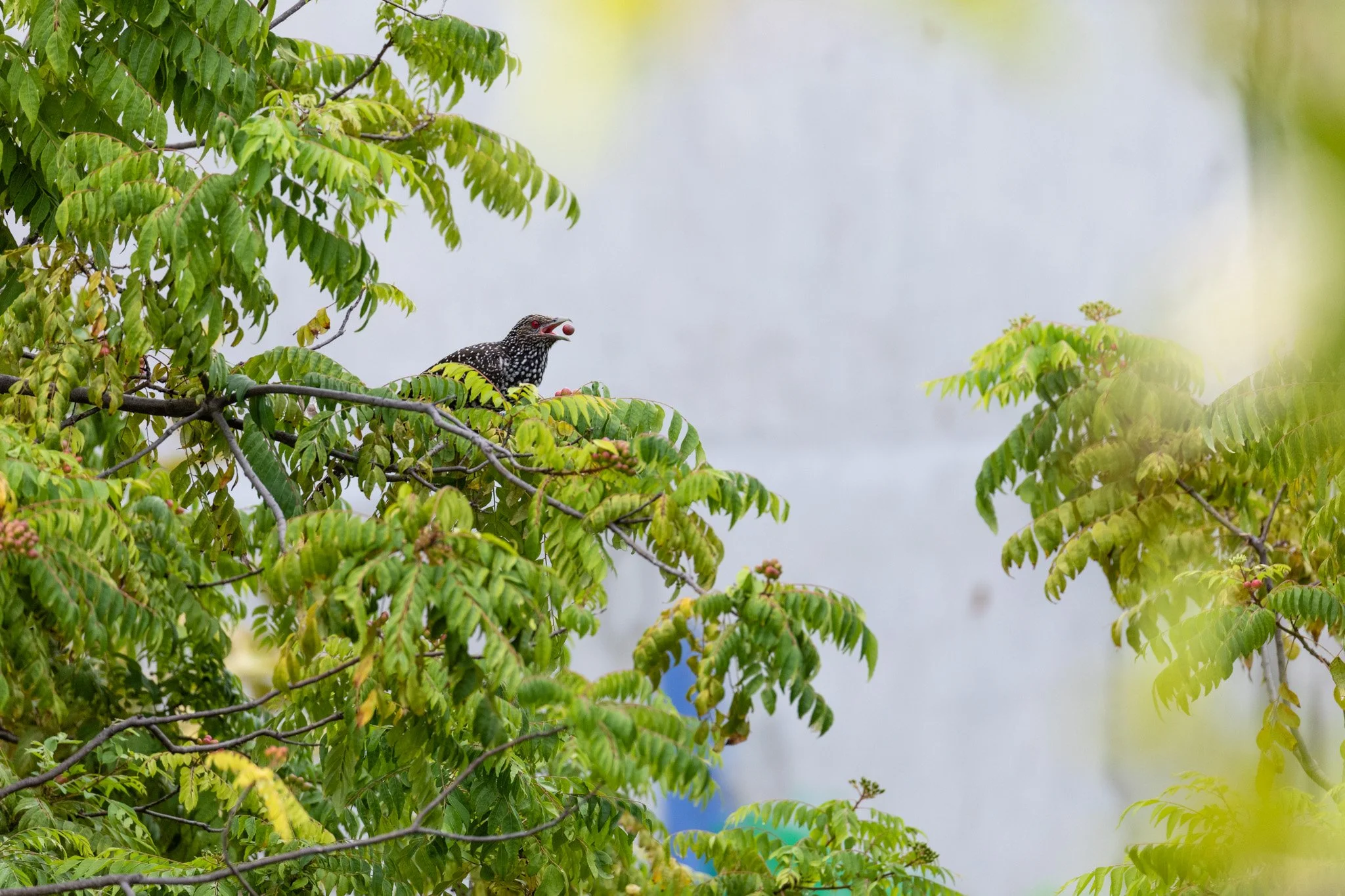 13-birds-32.jpg