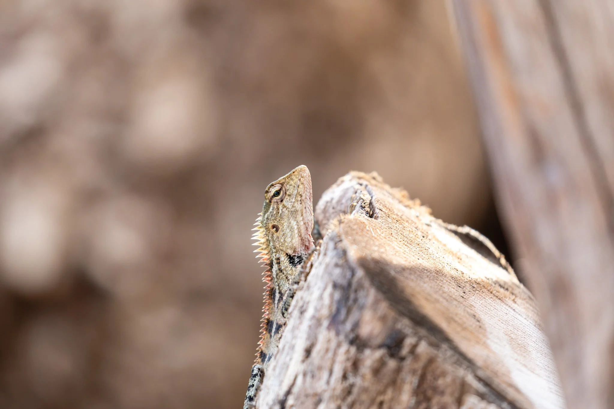 75-wildlife-14.jpg