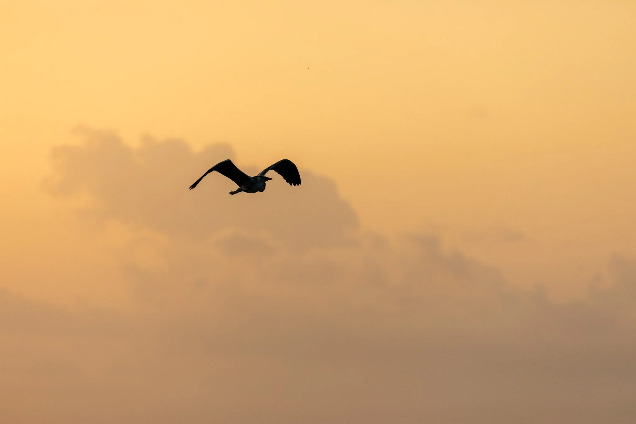 45-wildlife-92.jpg