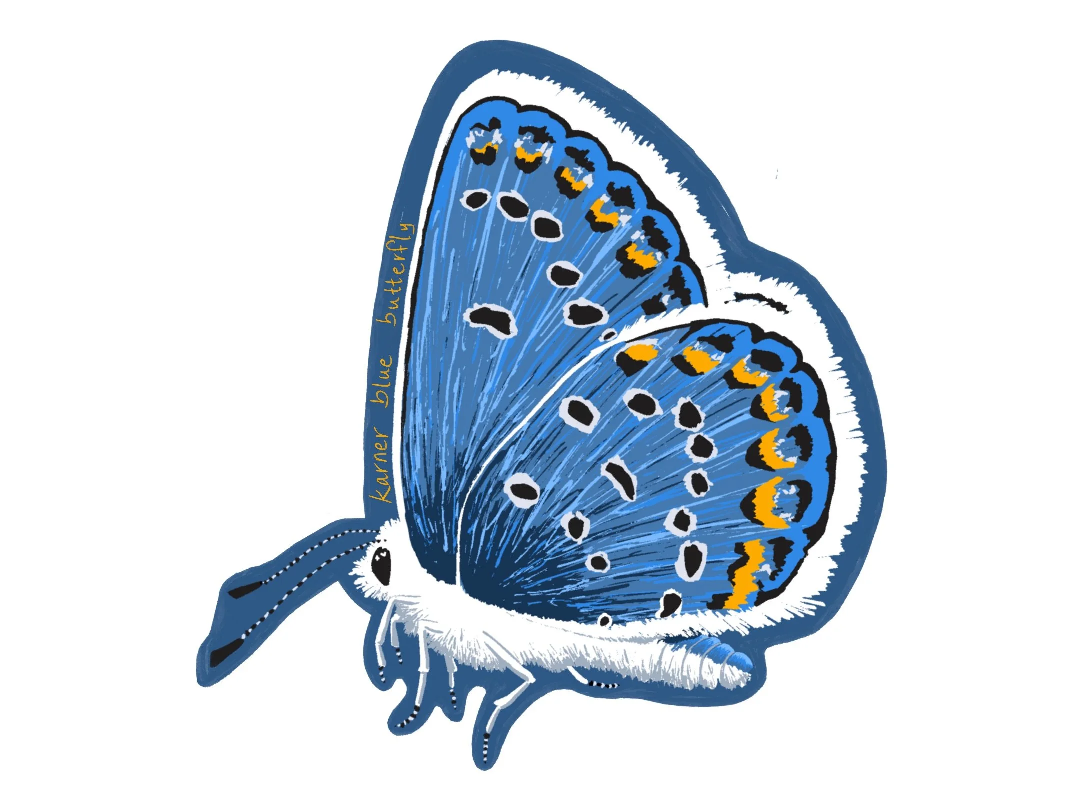 A digital drawing of a Karner Blue butterfy
