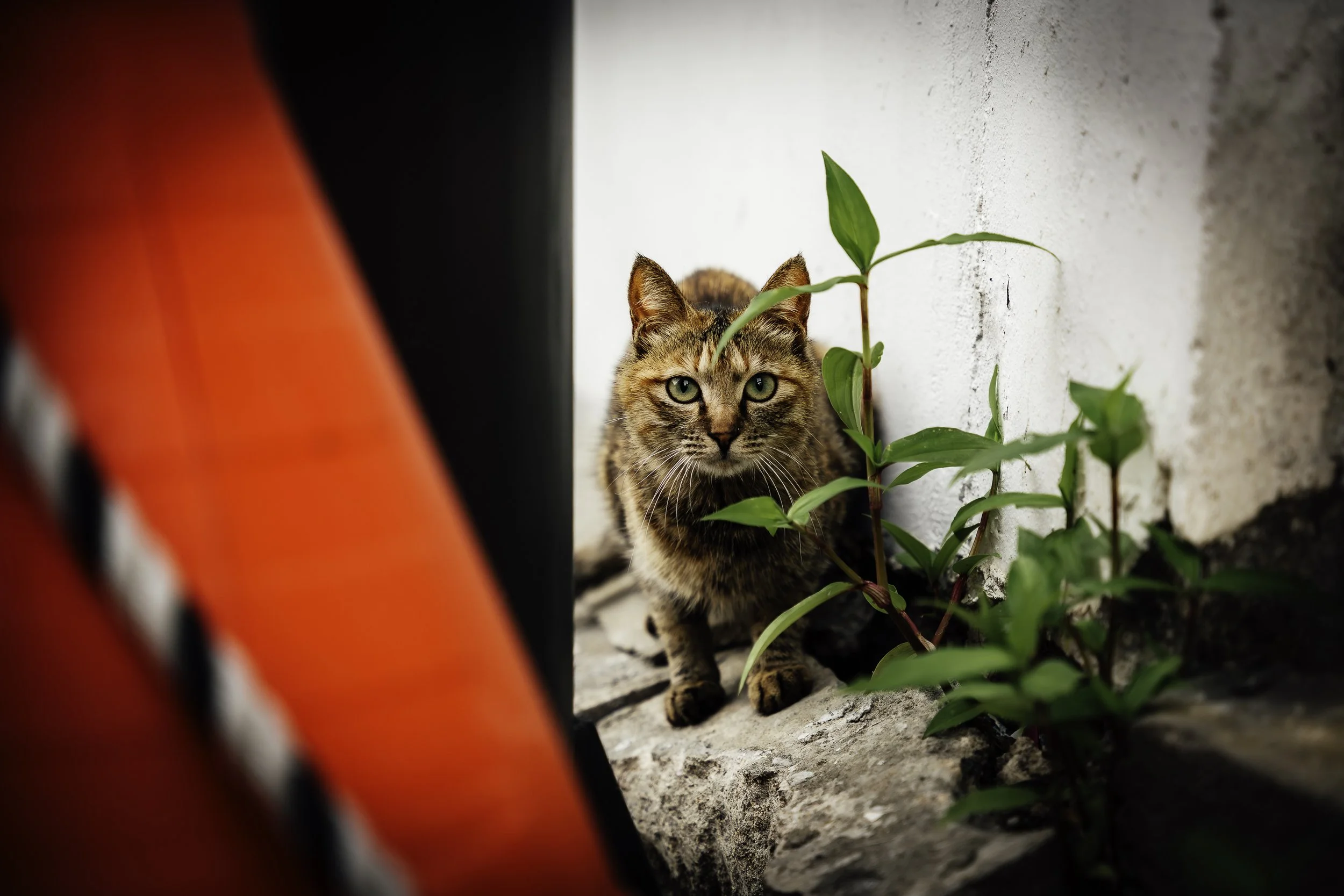 A tabby cat with green eyes crouching on a stone ledge next to a plant, partially hidden behind a red object, in front of a white wall.