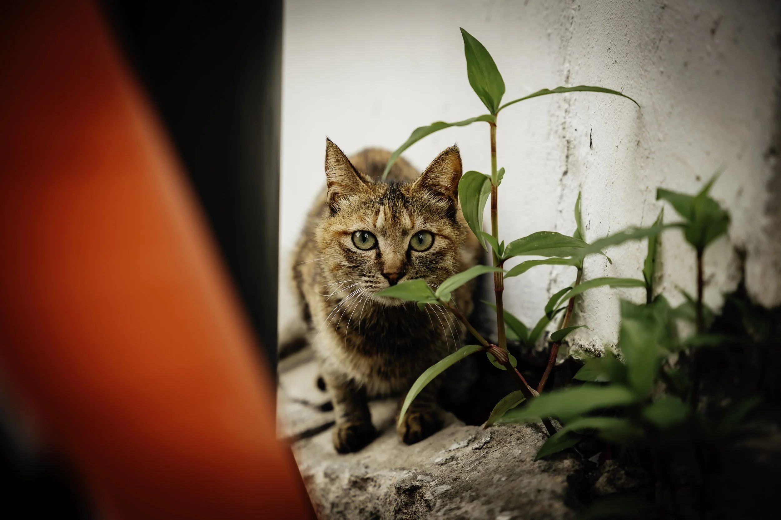 A tabby cat with green eyes crouching behind a red object and a green plant, near a white wall.