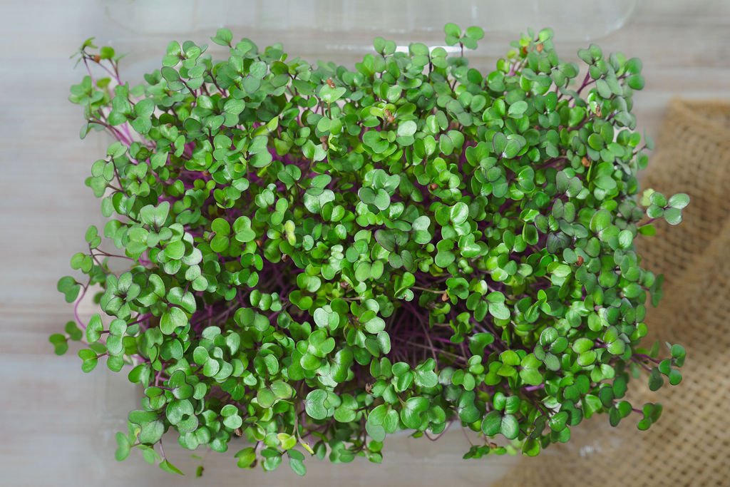 view of kohlarabi, eden's organic live microgreens, grown in ontario
