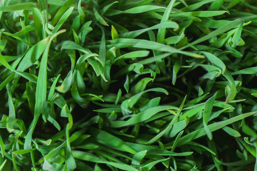 closeup view of wheatgrass, eden's organic live microgreens, grown in ontario