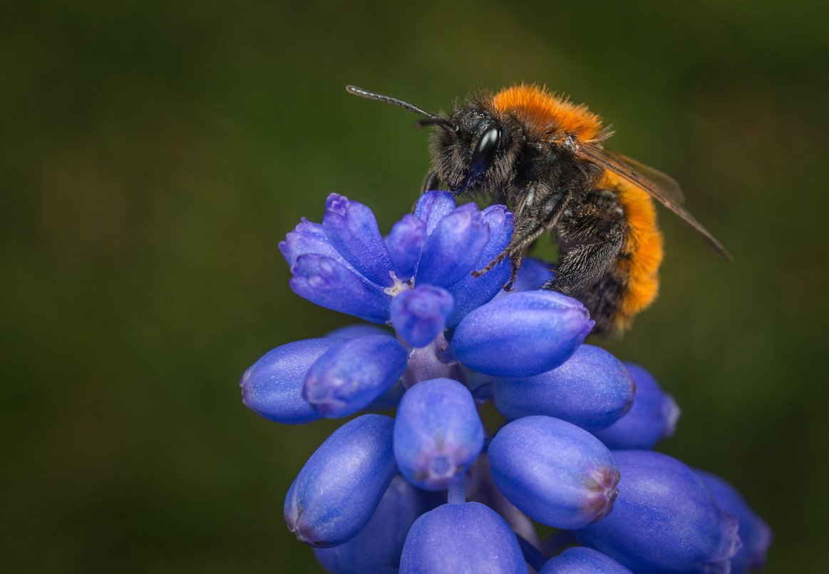 Solitary bees: the unsung heroes