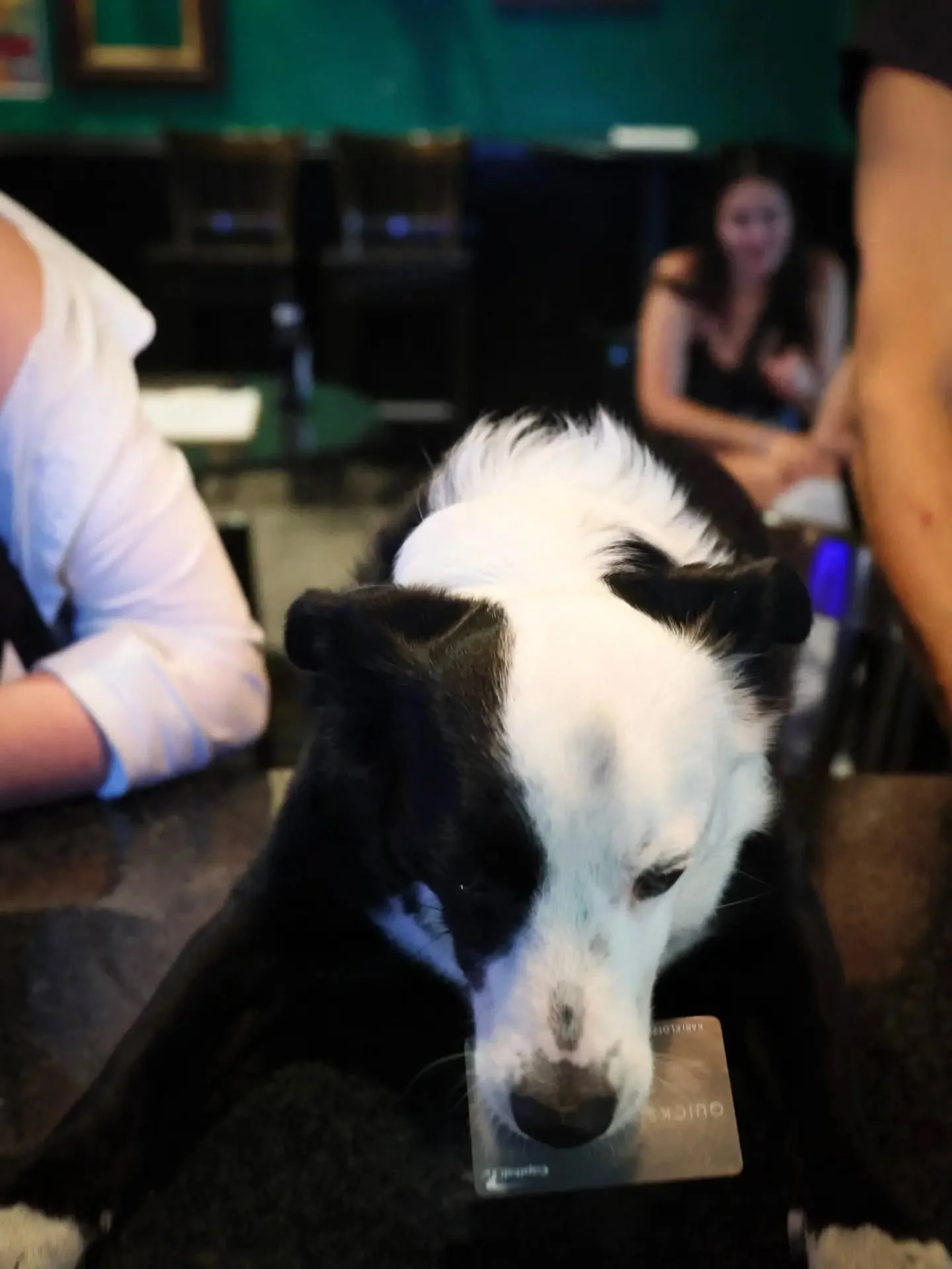 💳After weeks of litigation, Charlie will not be charged by the Credit Card companies for theft.

We will no longer take any card payment from Charlie. But will be accepting his cash payments.🐶

#dogbar #neworleansbar