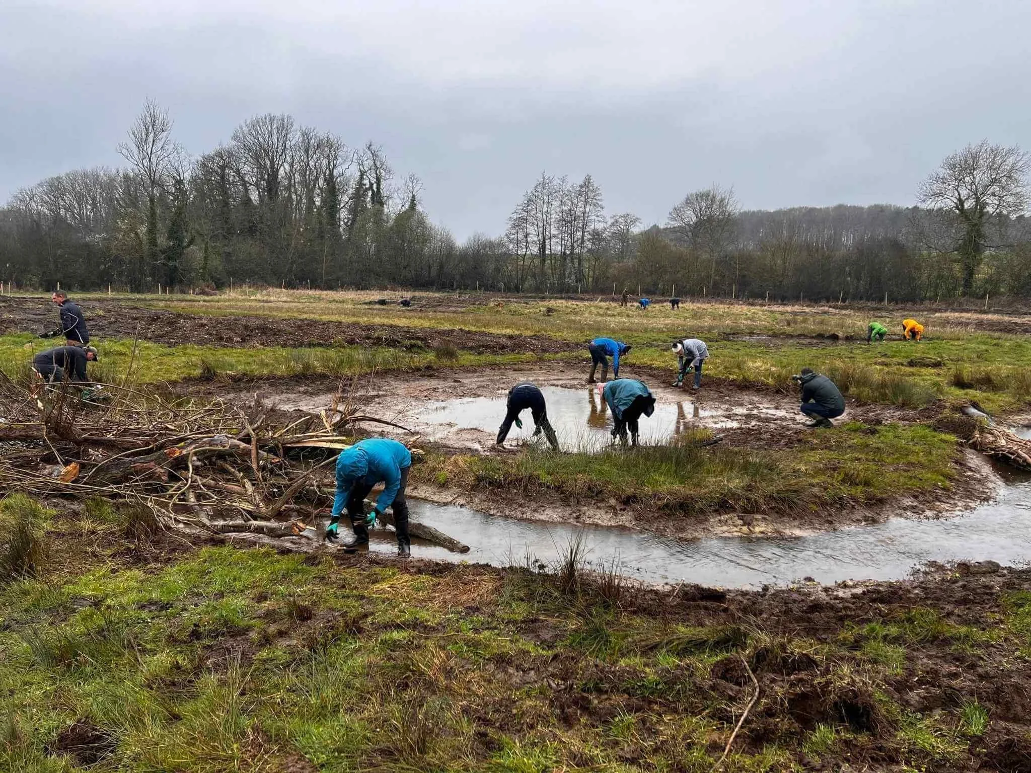 Volunteers planting plugs in wetland.