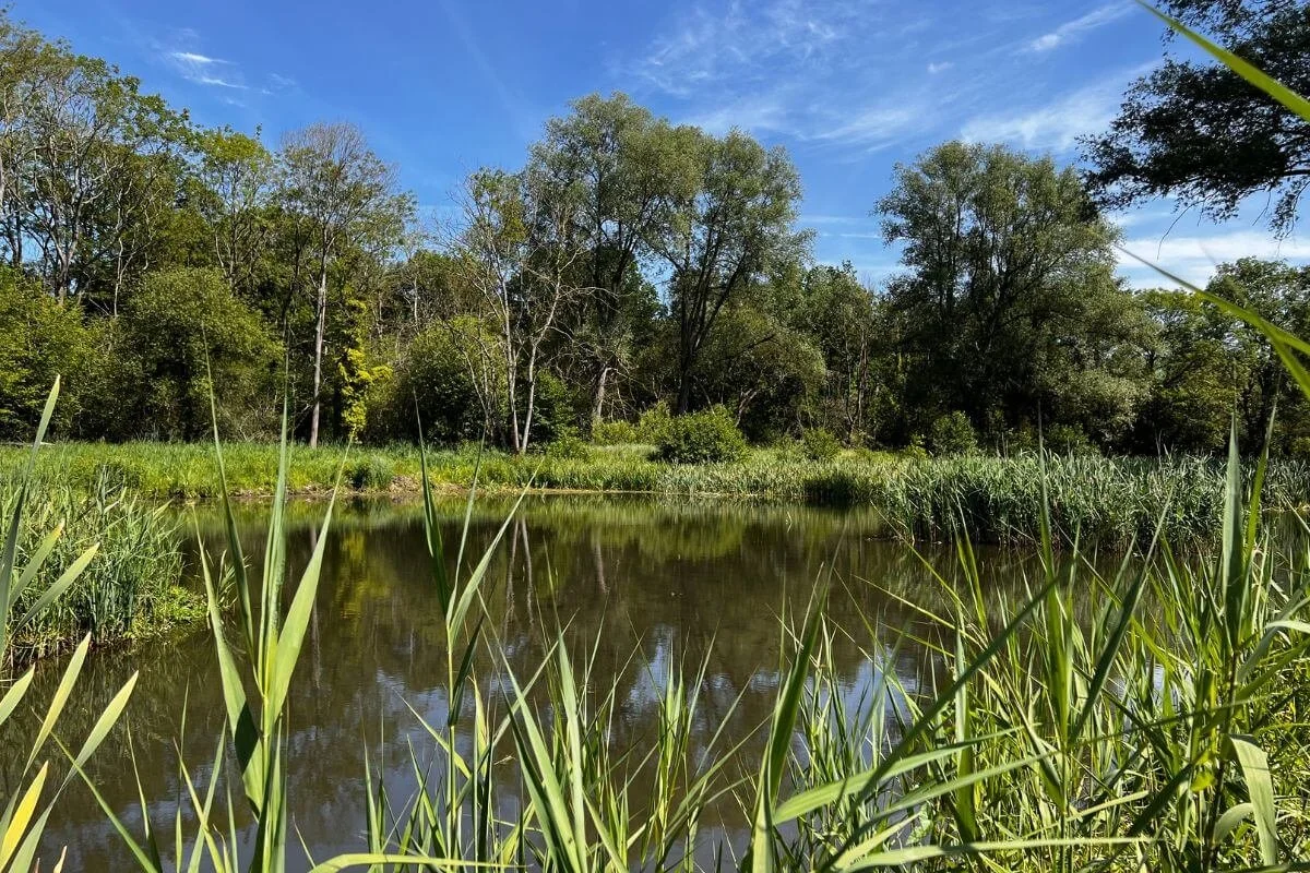 A pond surrounded by reeds and trees at Wendling Beck.