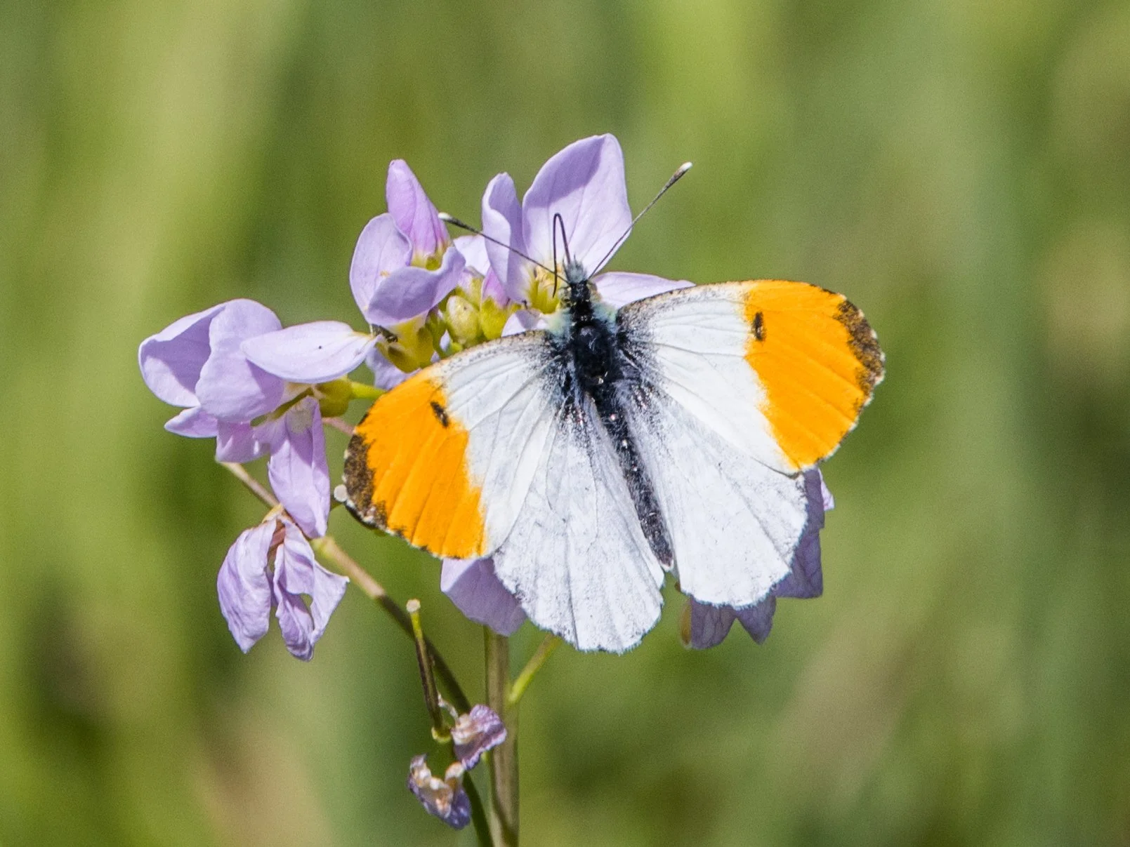 Orange-tip Butterfly.jpg
