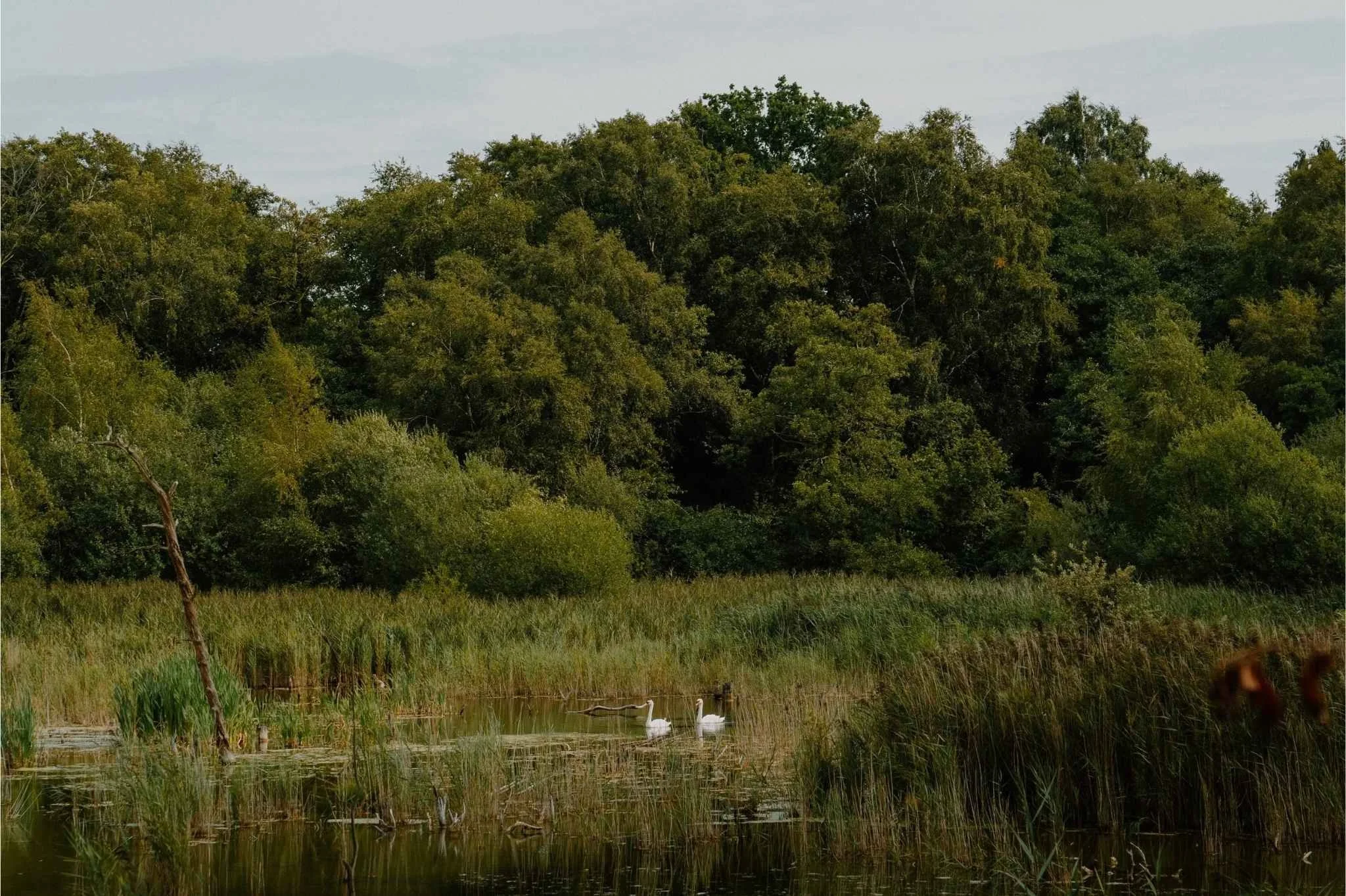Swans swim in a pond surrounded by woodland.