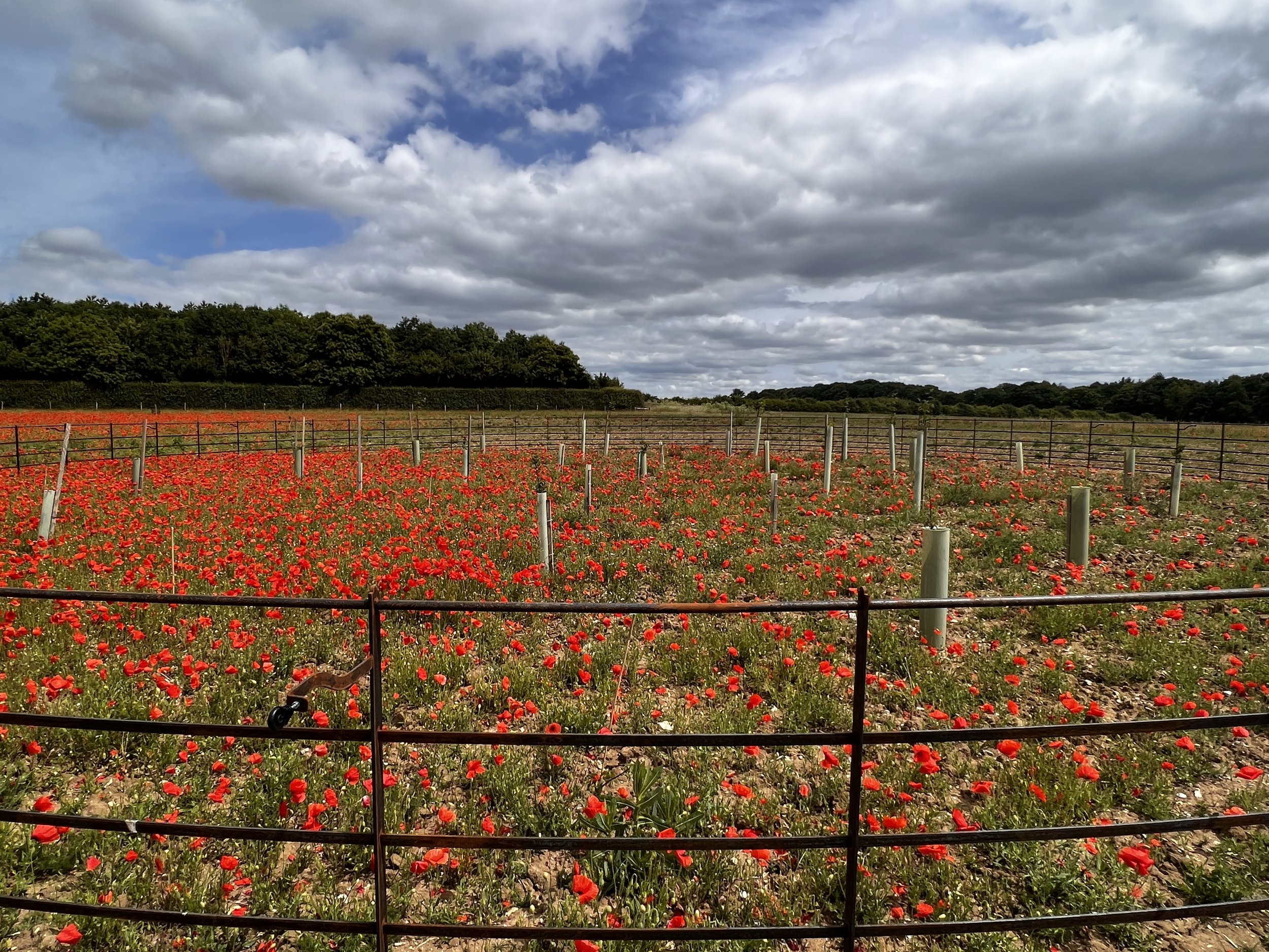 Parkland Creation Credit Wendling Beck.jpg