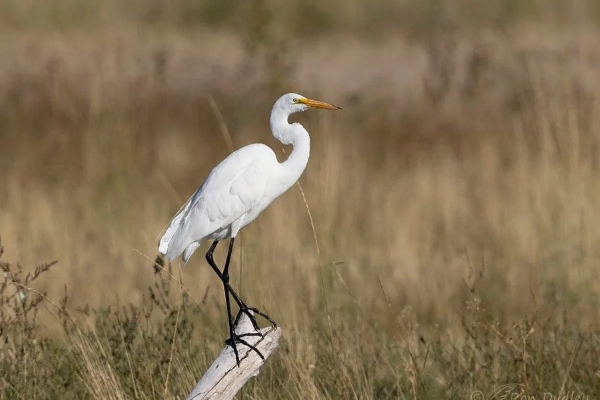 A great egret in the wild at Wendling Beck.
