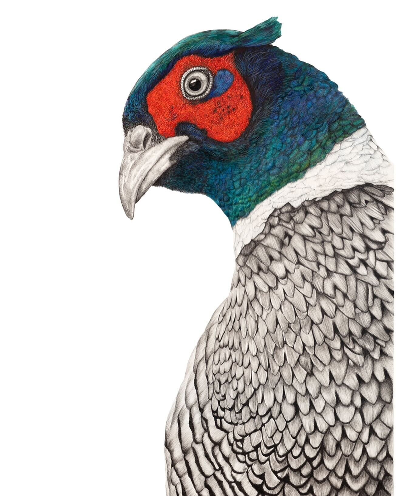 The Gentry Pheasant is now complete and available to order as a Gicl&eacute;e Print. 
Limited Edition and available in just two sizes. A4 and A3. 

From the Kingdom Series depicting the wildlife of the British isles. 

Merry Christmas 🎄

#aldeburgh 