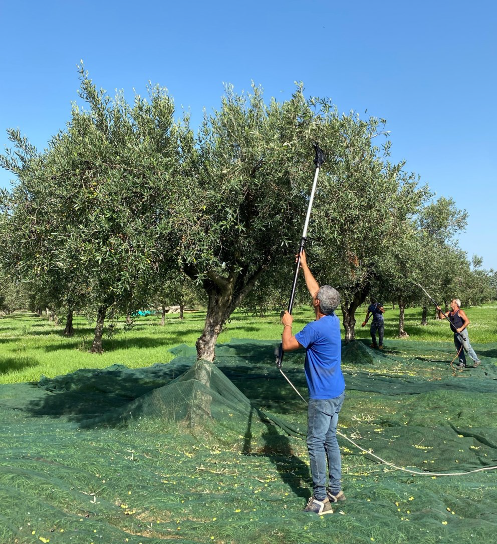 How Grocery Stores Ruined Olive Oil for You (And You Probably Don't Even Know It)