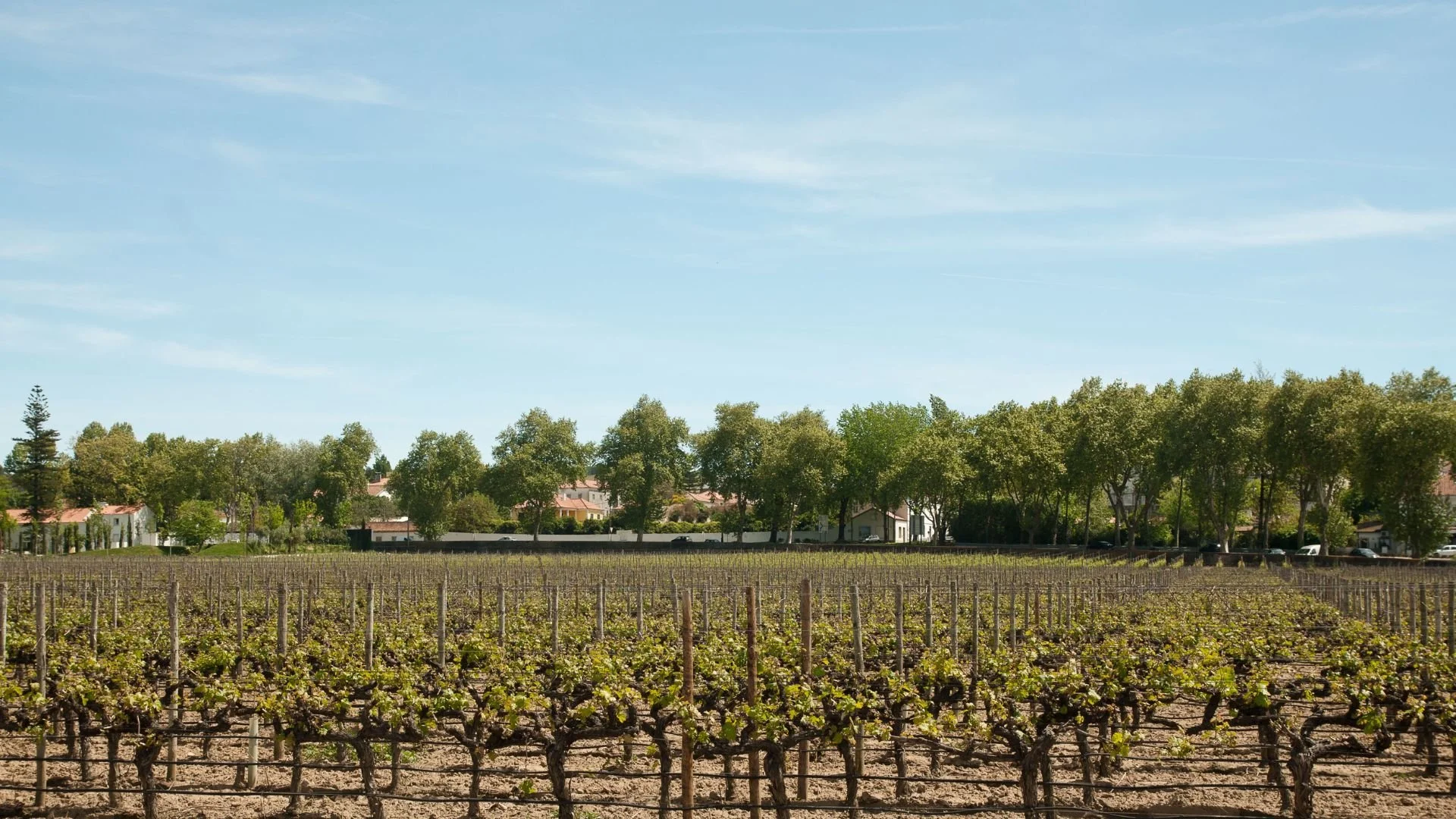 Passeio de um dia por Setúbal e Arrábida com motorista