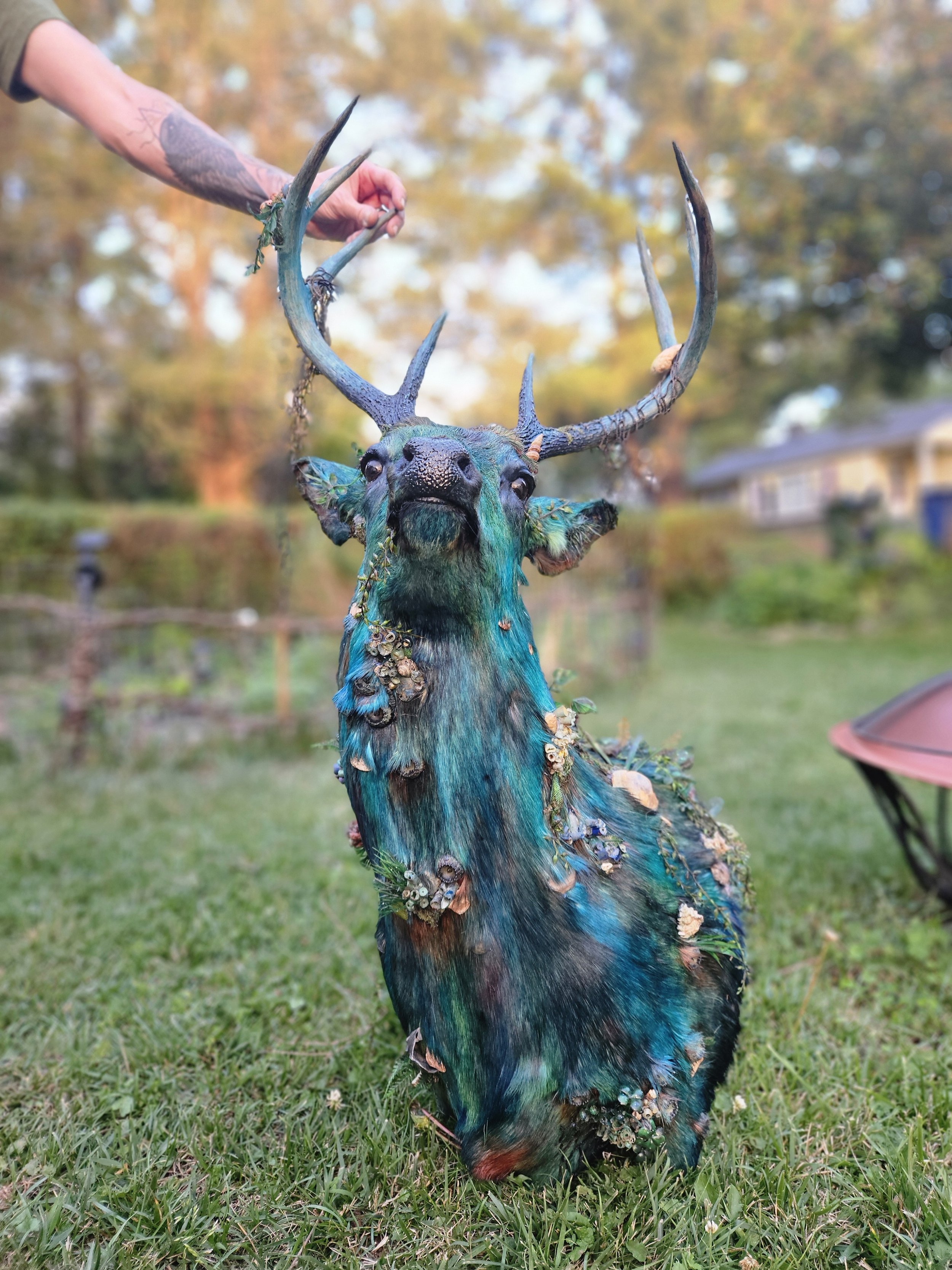the king Phillips deer