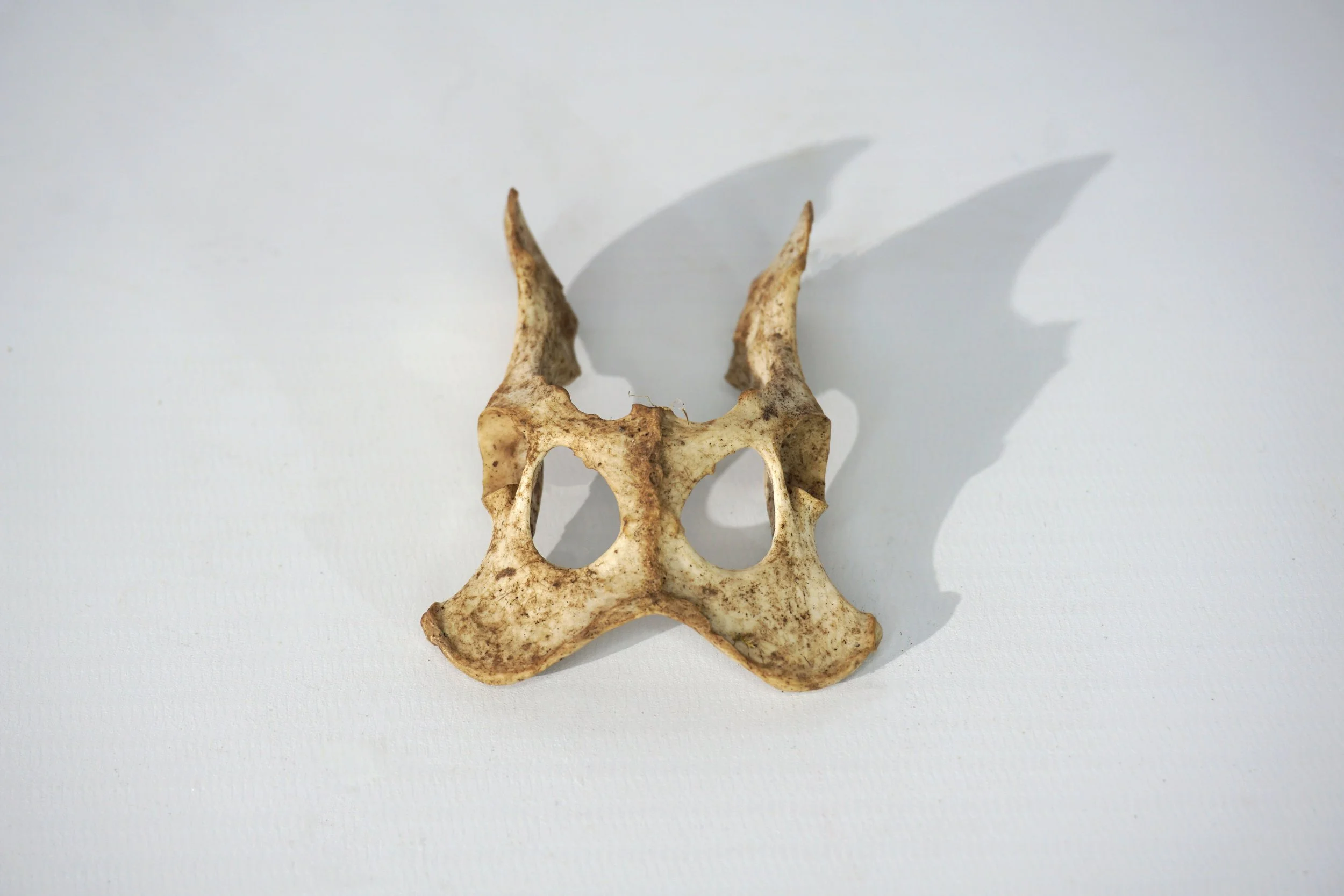 Fox Pelvis.  #FP2615CFT