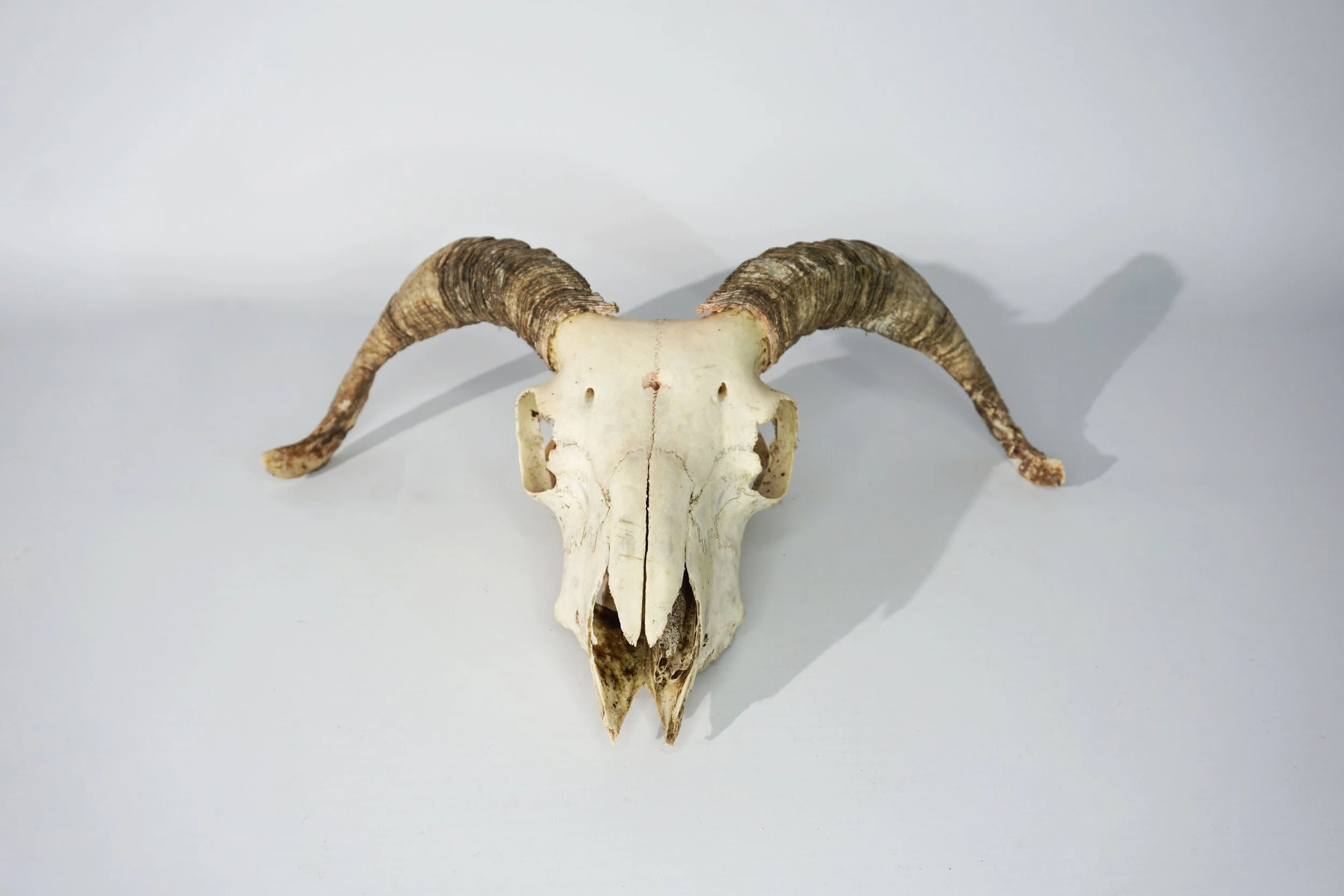 Ram Skull.  #RS2612CFT