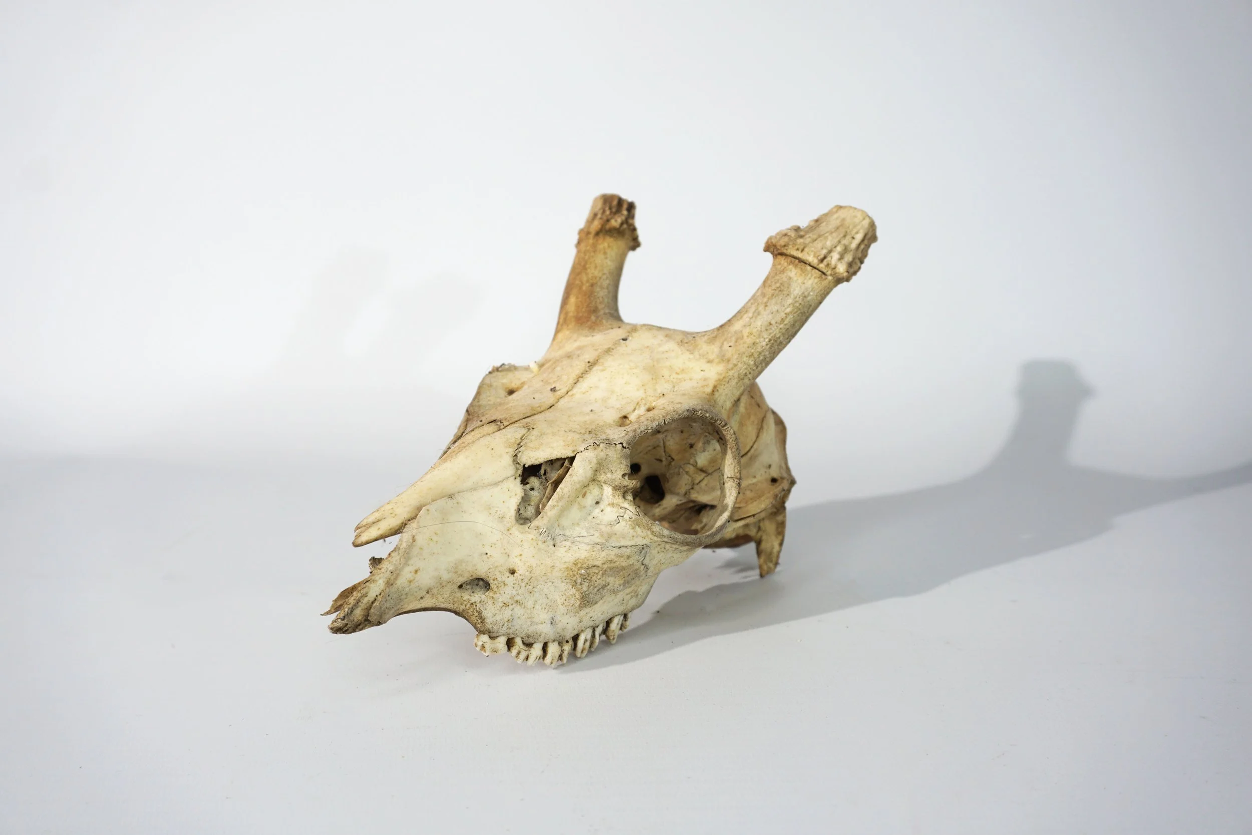 Deer Skull.  #DS2613CFT