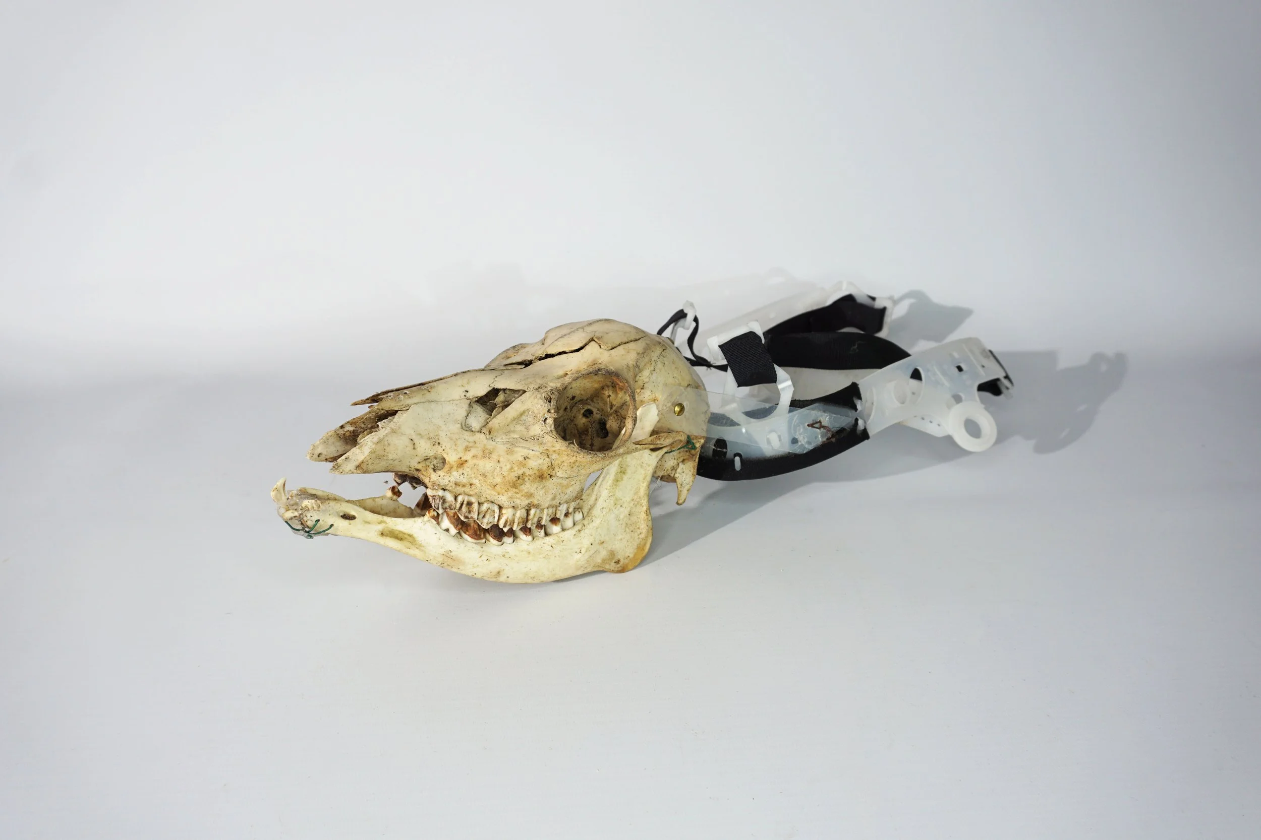 Sheep Skull with head attachment.  #SA2619CFT