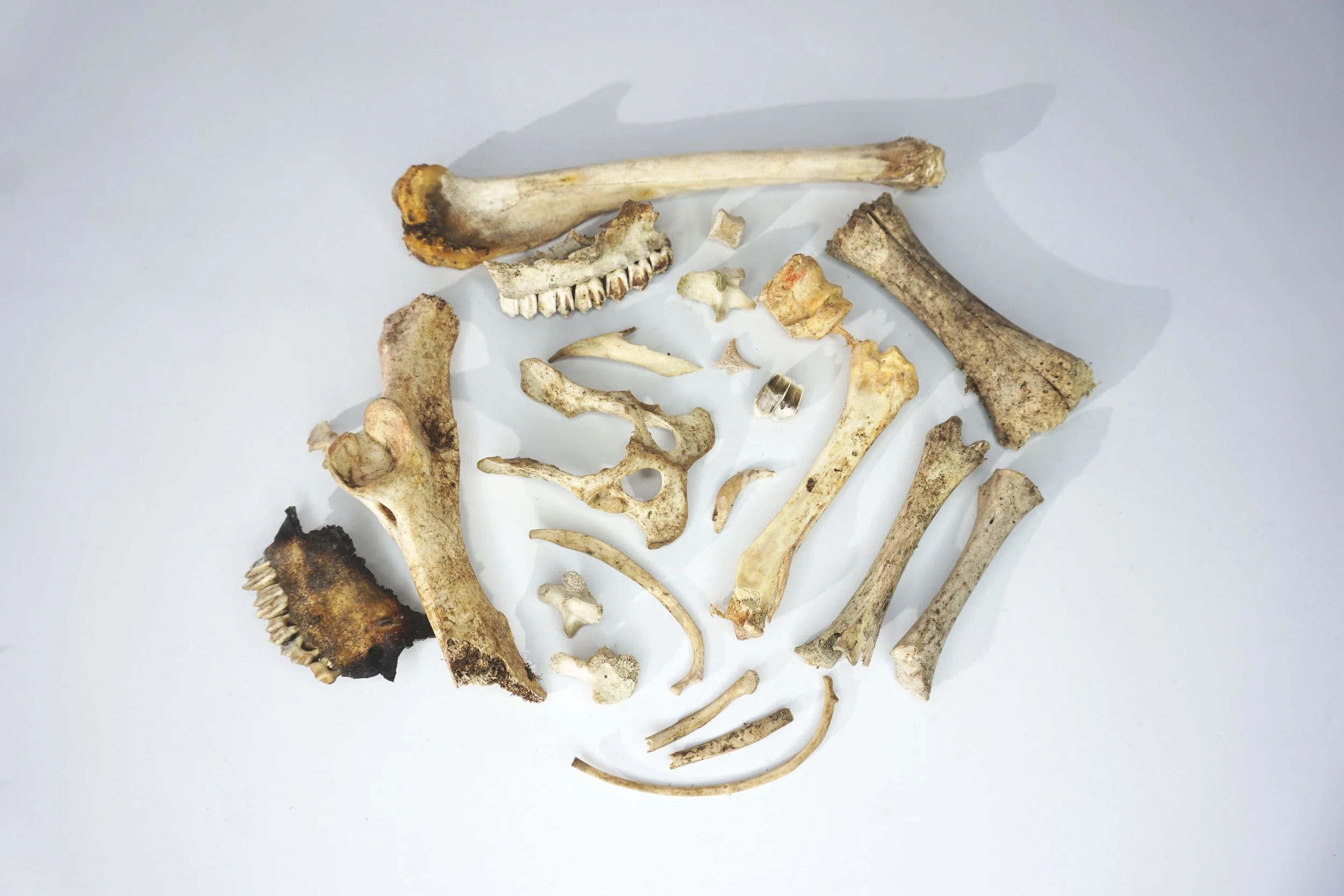 Assortment of Bones.  #AB2616CFT