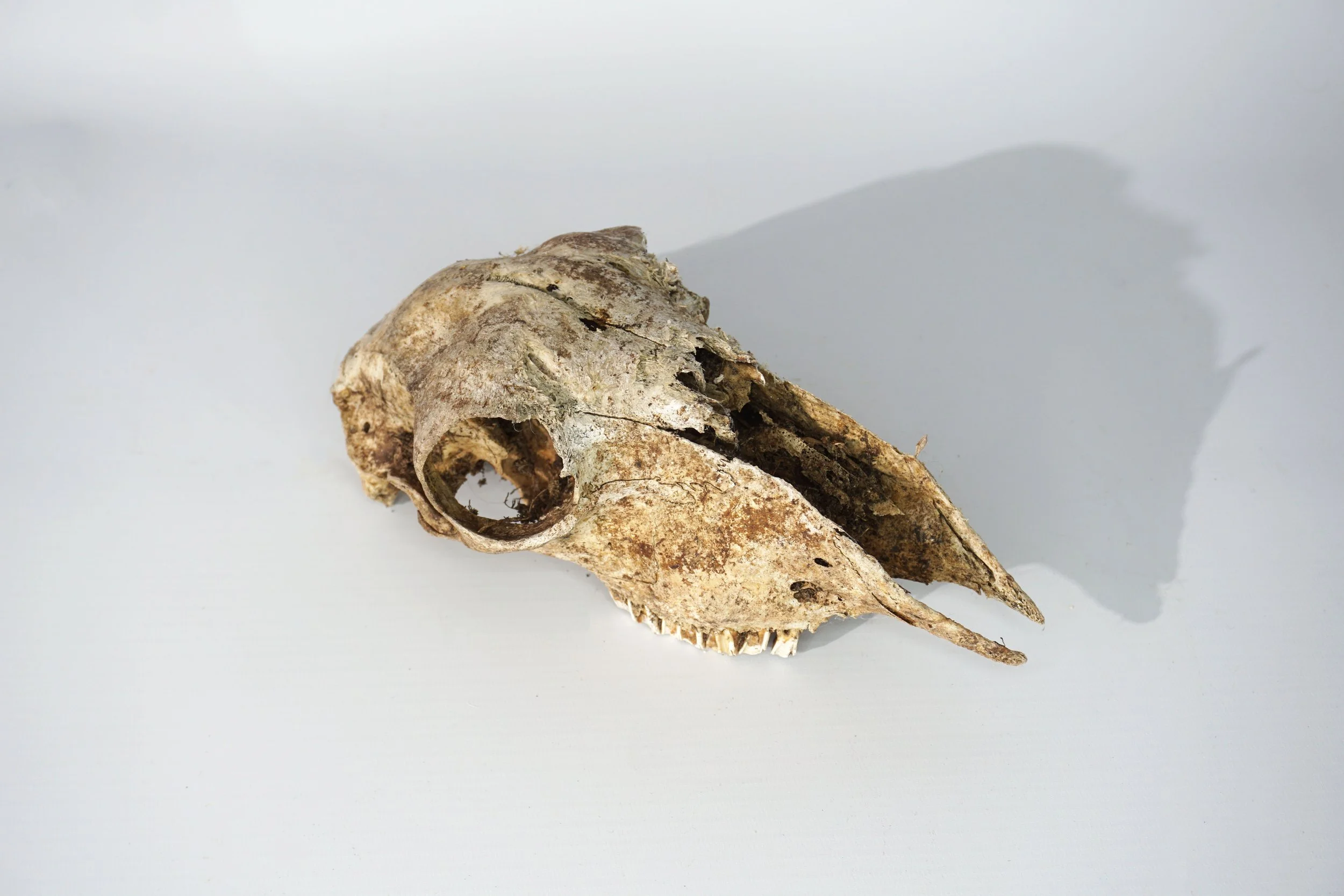 Sheep Skull.  #SS2618CFT