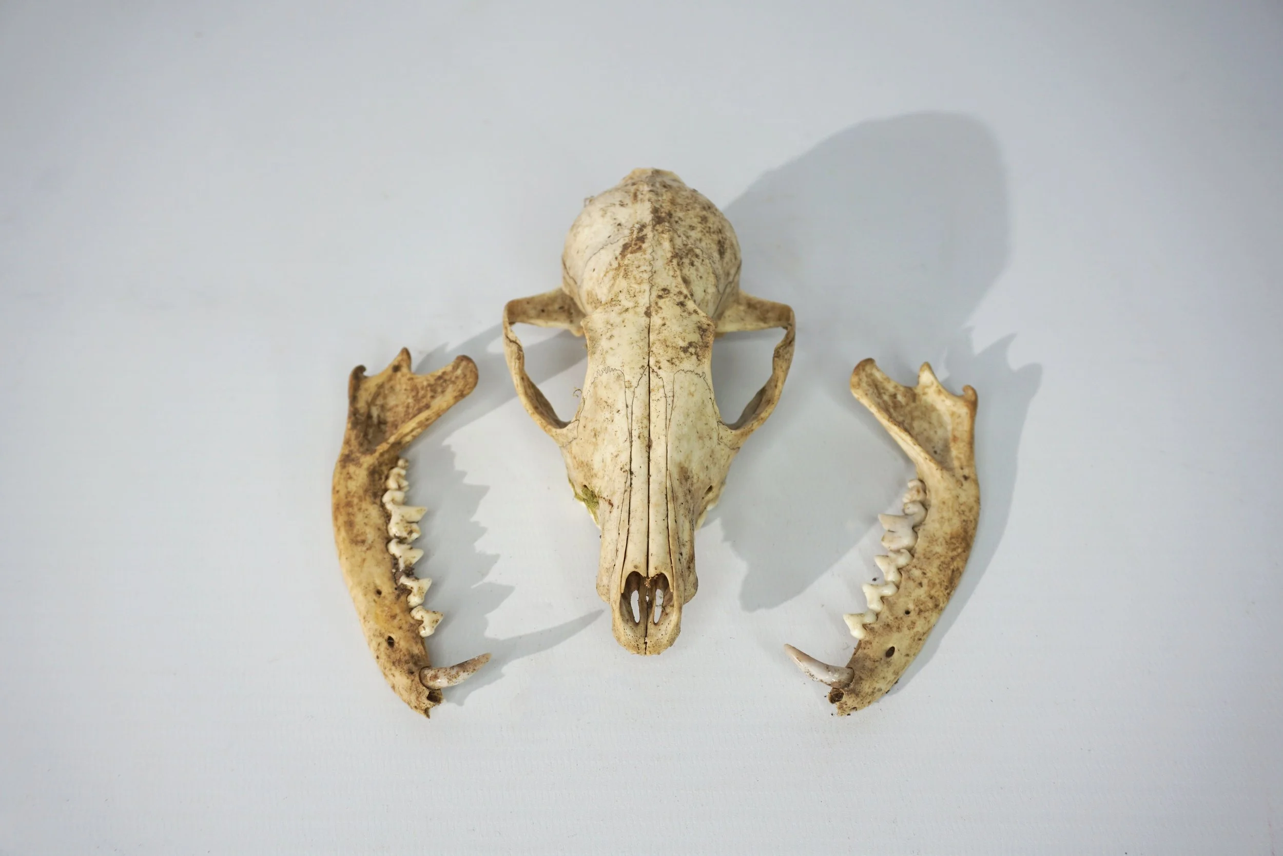 Fox Skull.  #FS2614CFT