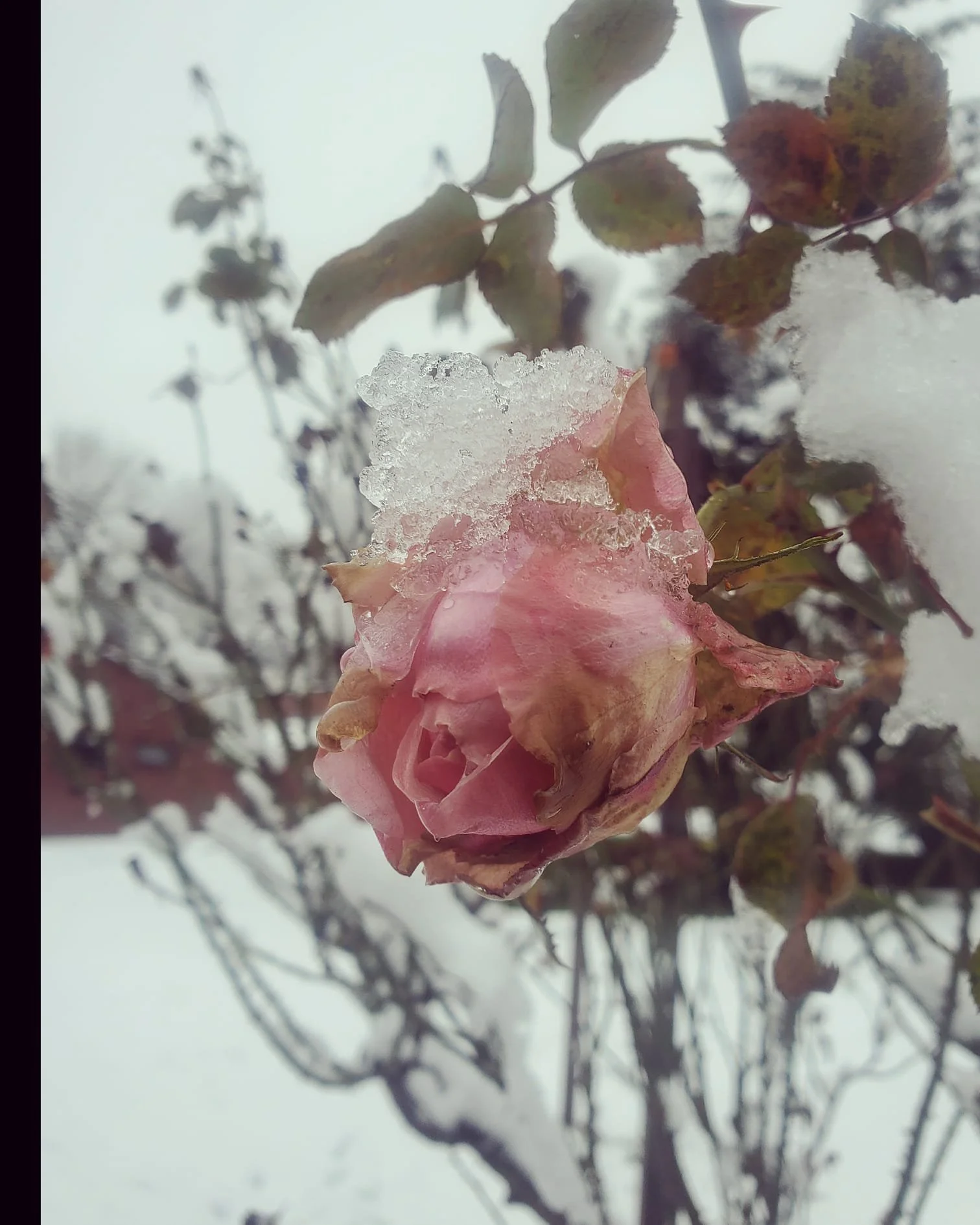 WhatsApp Image 2024-03-13 at 9.00.41 PM (1).jpeg