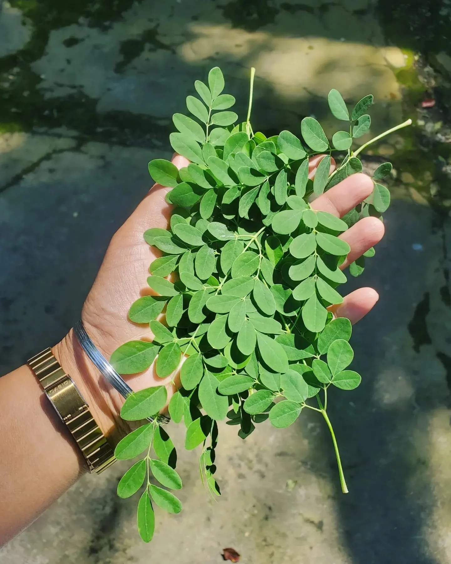 WhatsApp Image 2024-03-13 at 9.00.44 PM.jpeg