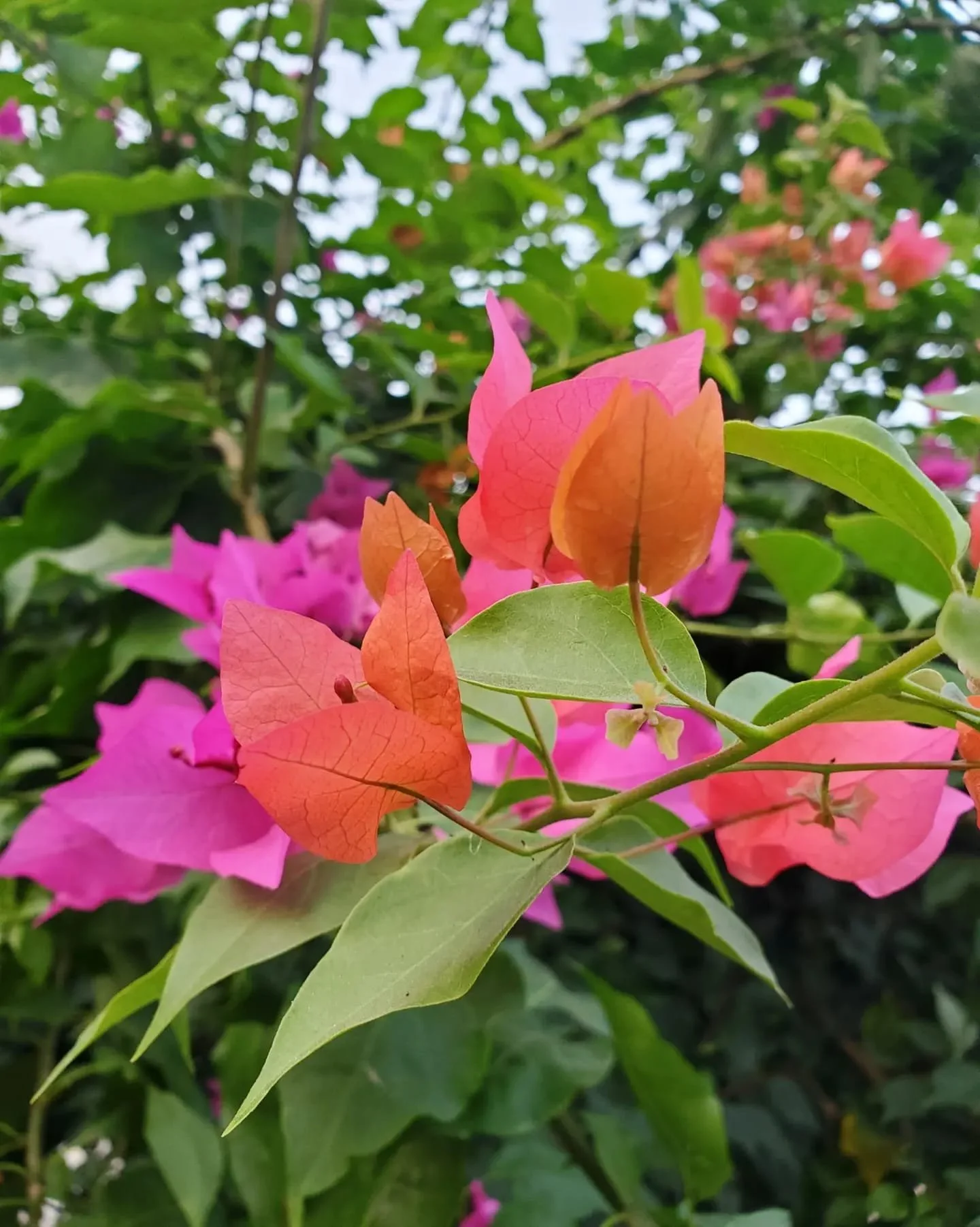 WhatsApp Image 2024-03-13 at 9.12.35 PM.jpeg