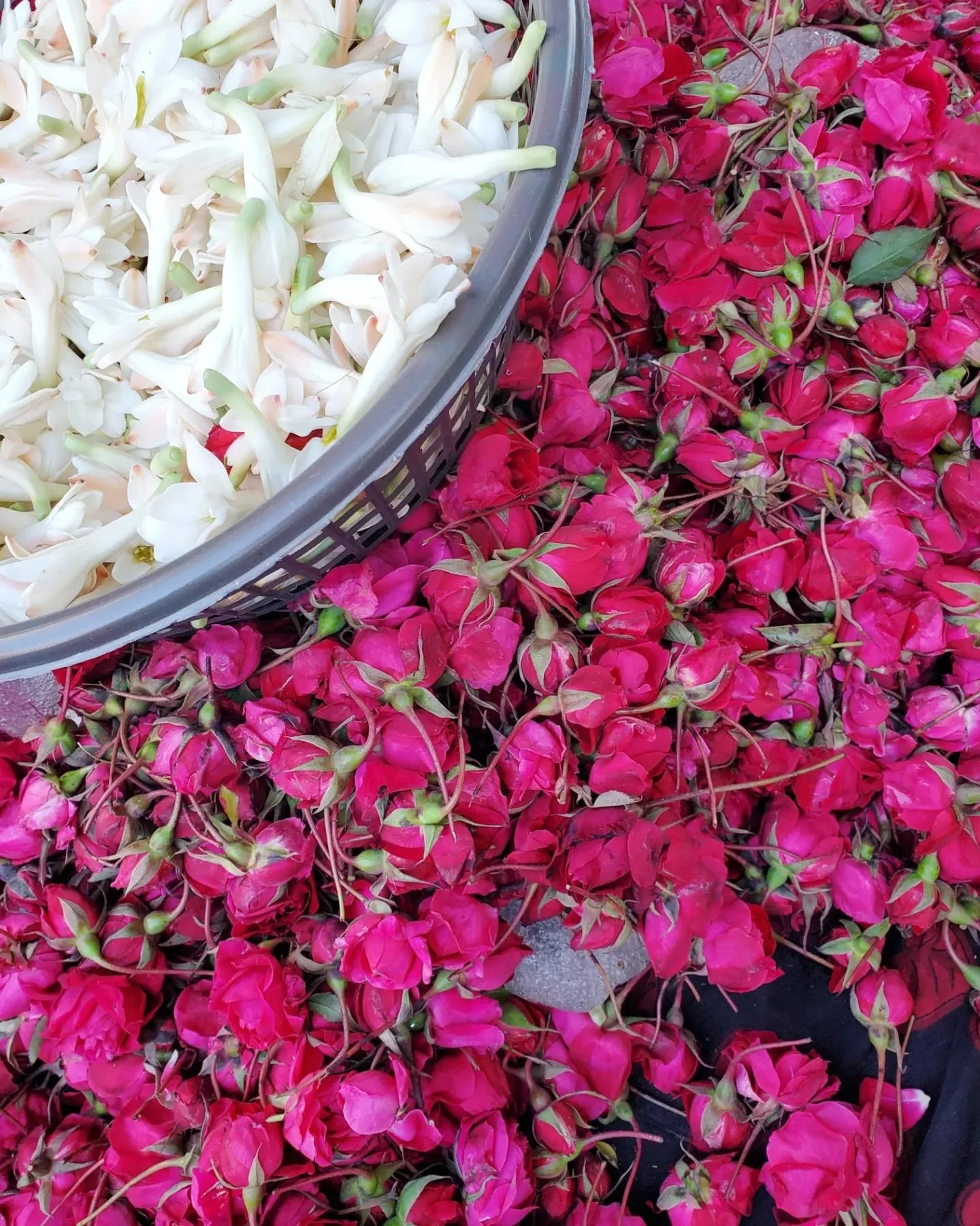 WhatsApp Image 2024-03-13 at 10.40.27 PM.jpeg