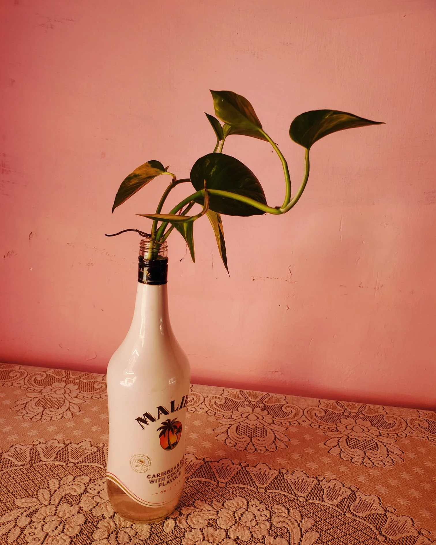 WhatsApp Image 2024-03-13 at 9.00.44 PM (3).jpeg