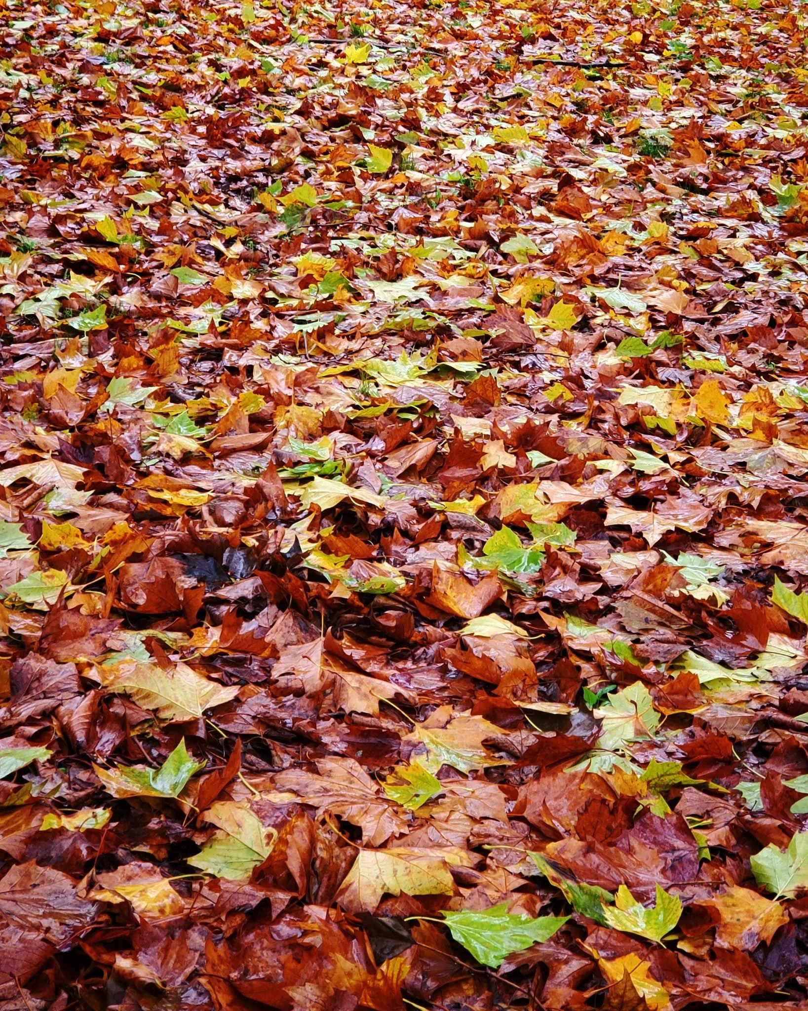 WhatsApp Image 2024-03-13 at 9.00.43 PM (3).jpeg