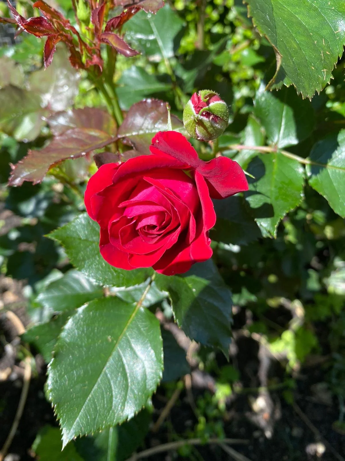 Flower 4.jpg
