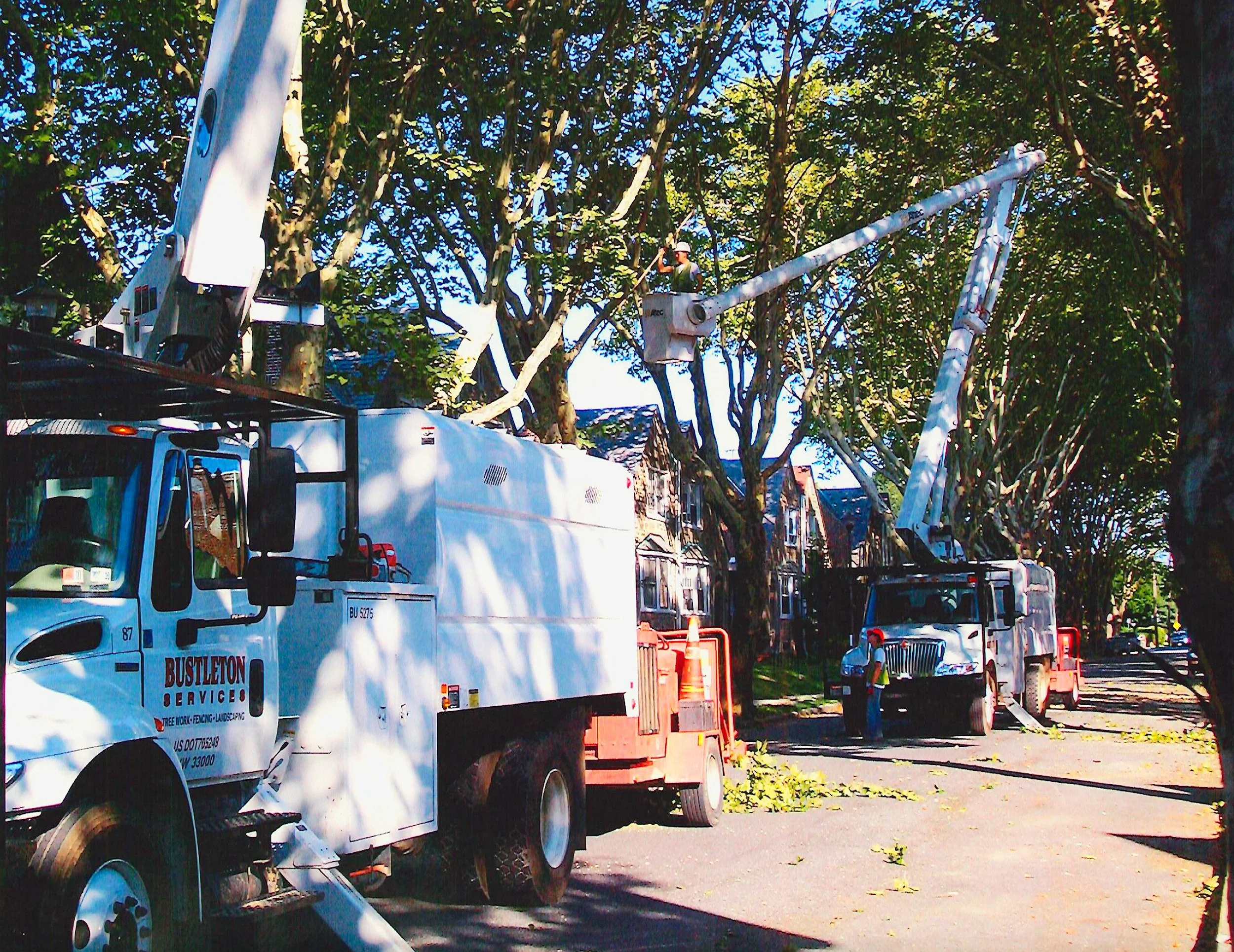 bustleton-tree work_1.jpg
