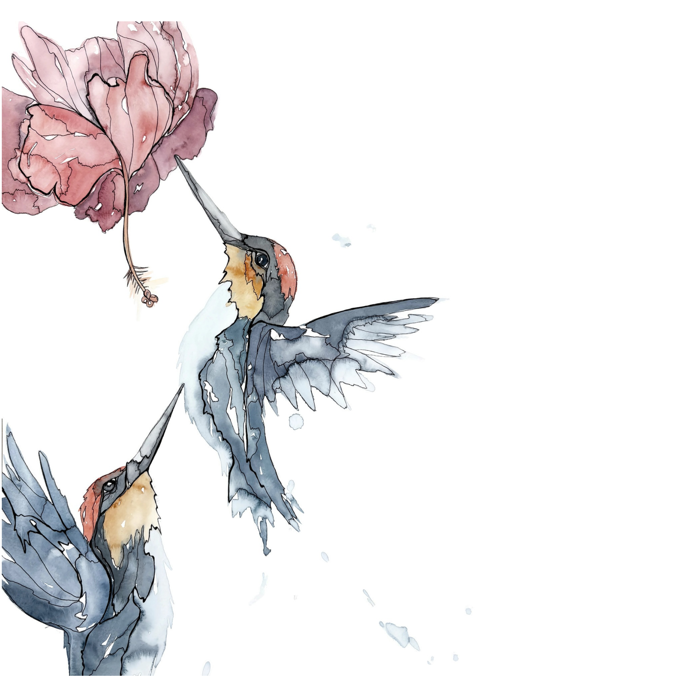 Morgan Padgett: Hummingbirds and Hibiscus