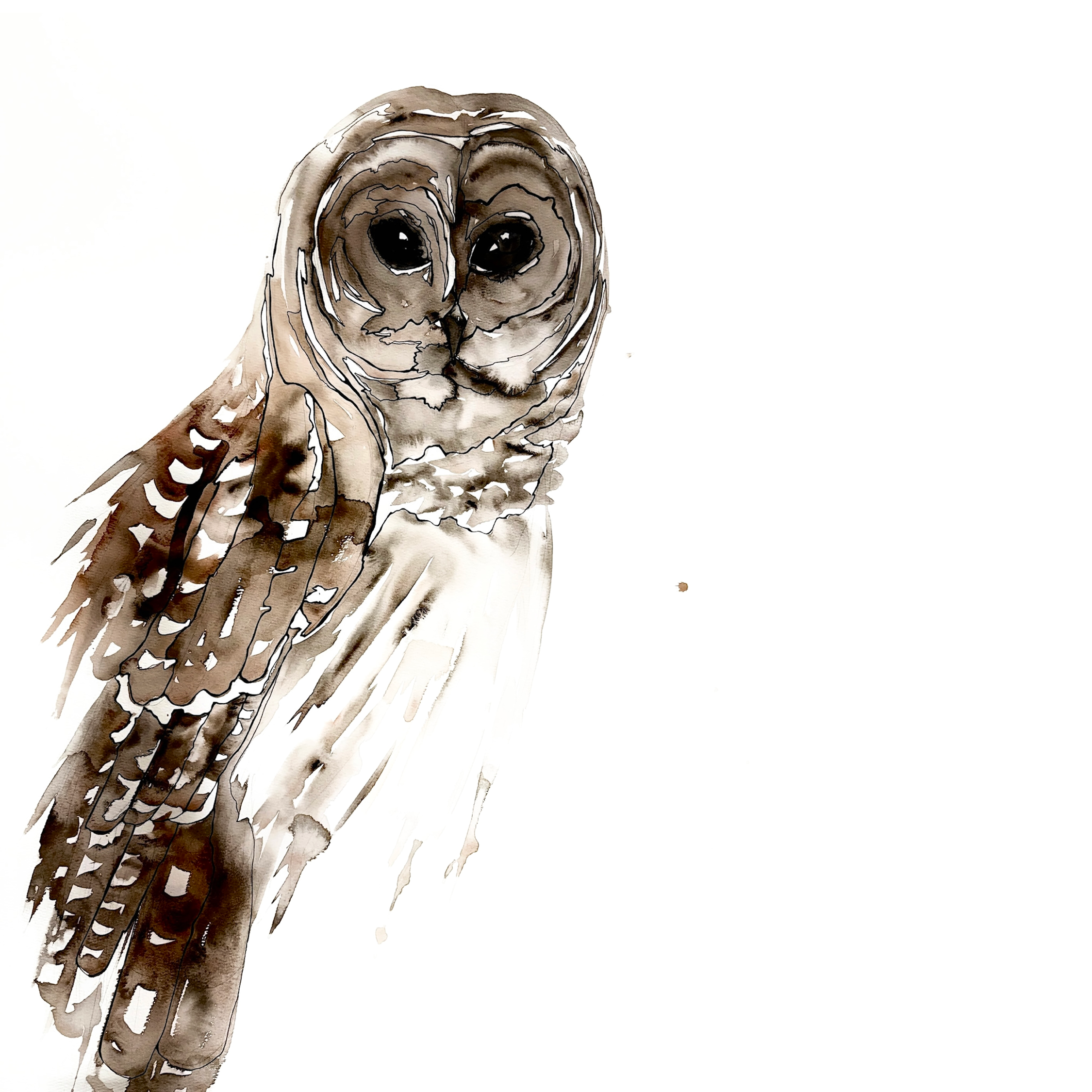 Morgan Padgett: Barred Owl