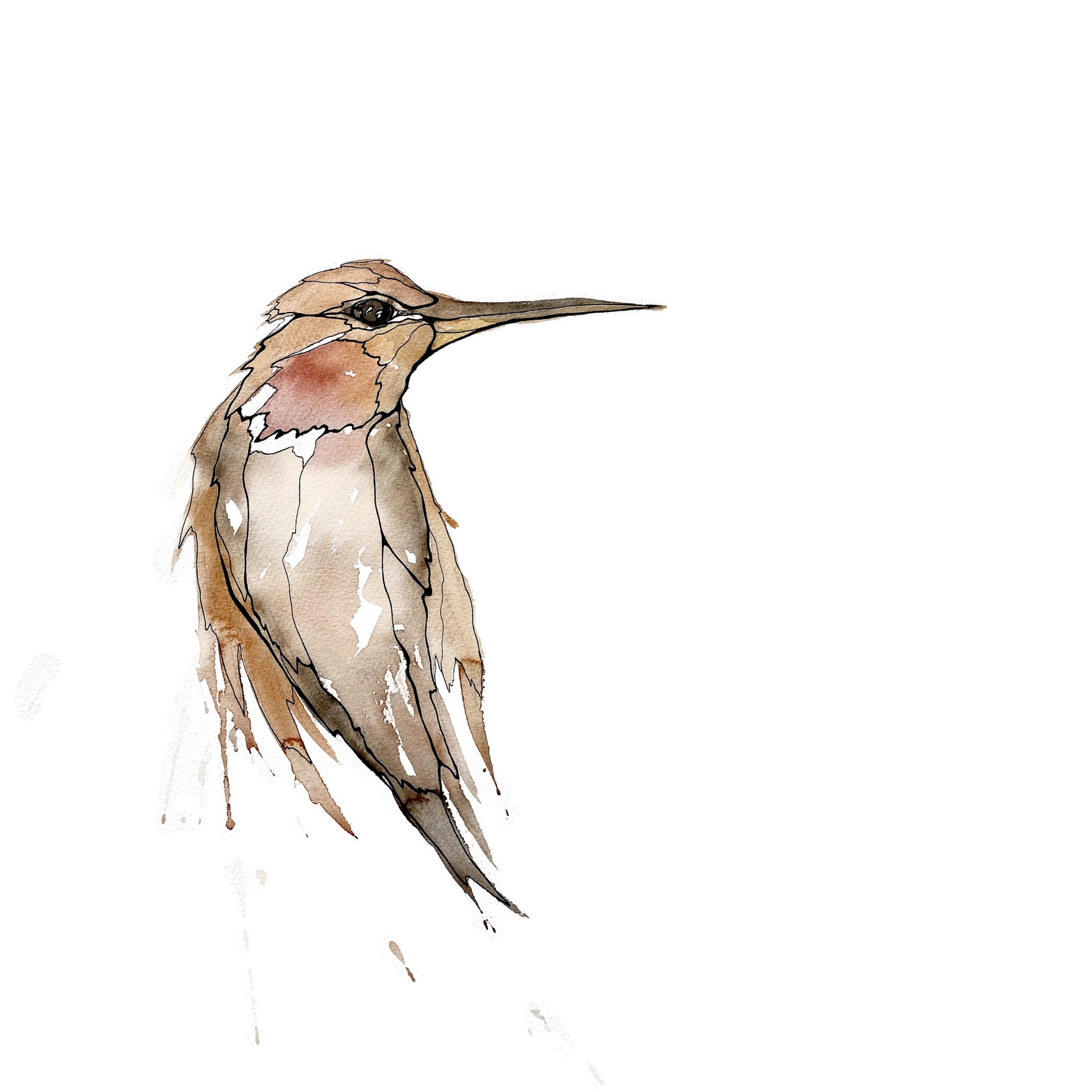 Morgan Padgett: Rufous Hummingbird