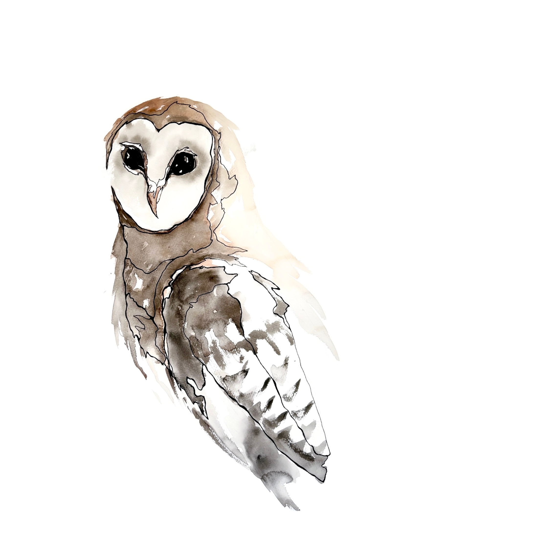 Morgan Padgett: Barn Owl